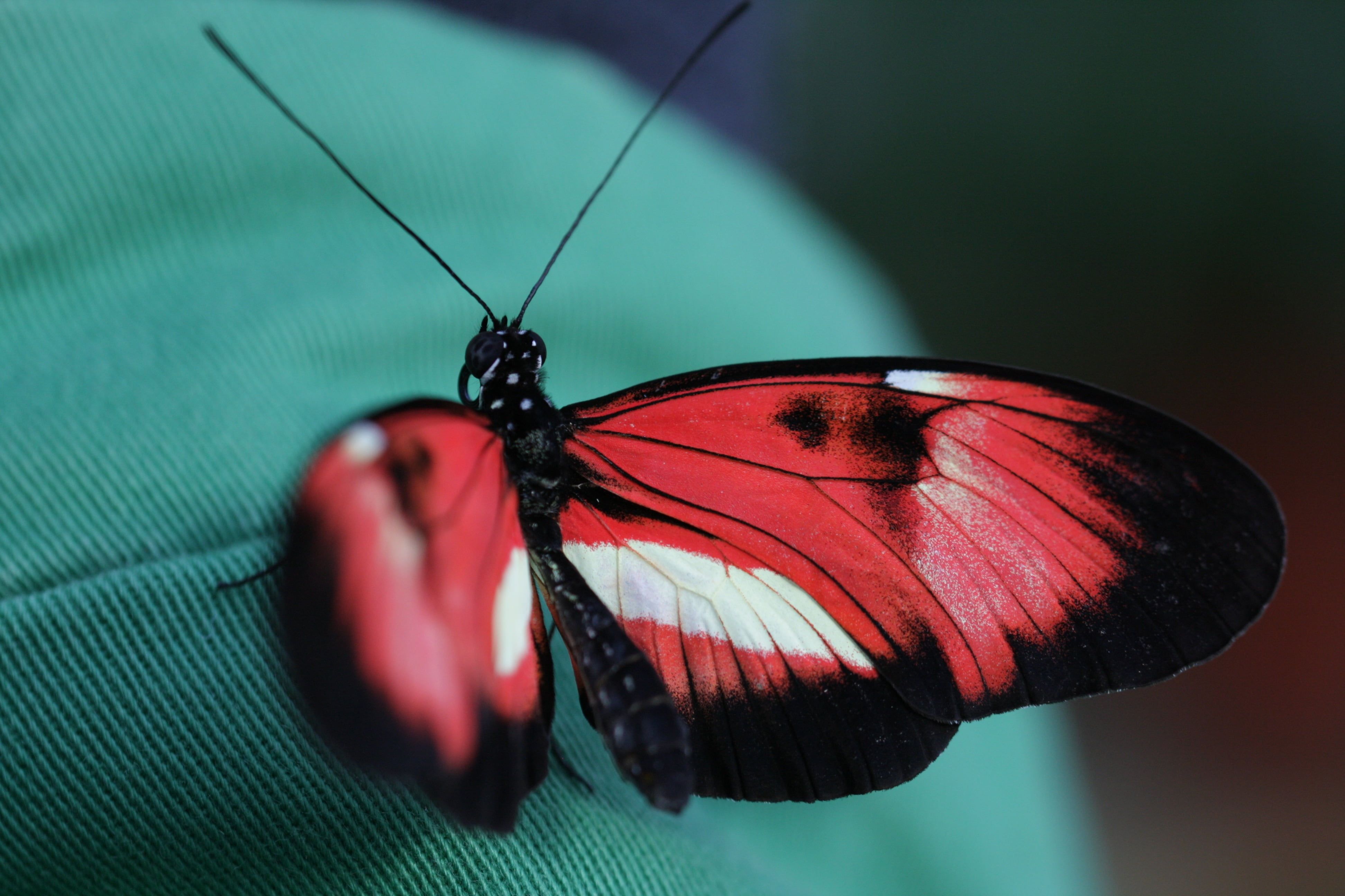 Farfalla rossa e nera, 3888x2592 UHD, PC 4K