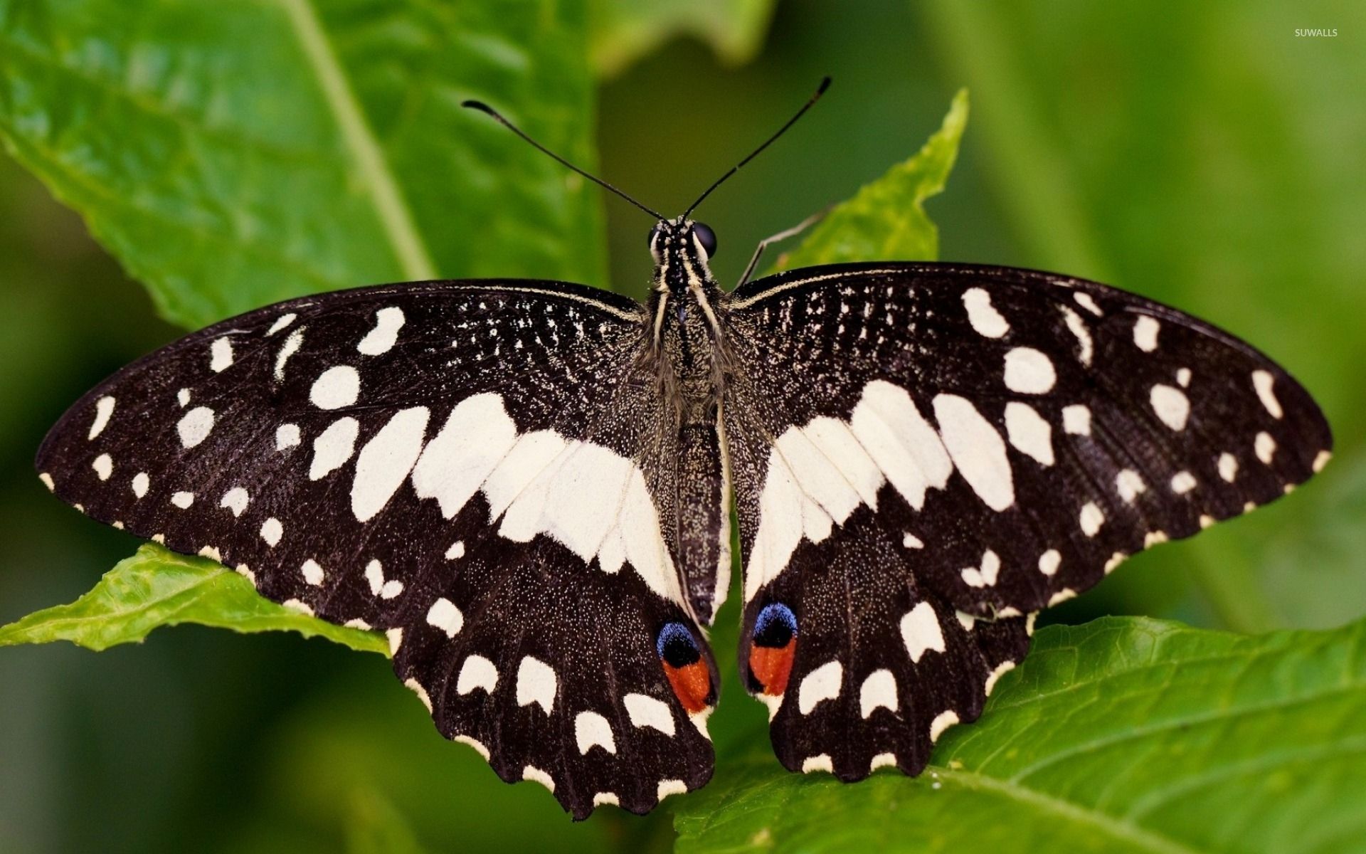 Farfalla nera e bianca, 1920x1200 Full HD+, PC Desktop