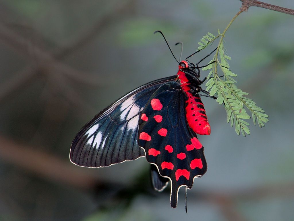 Farfalla rossa e nera, 1024x768 HD, Laptop