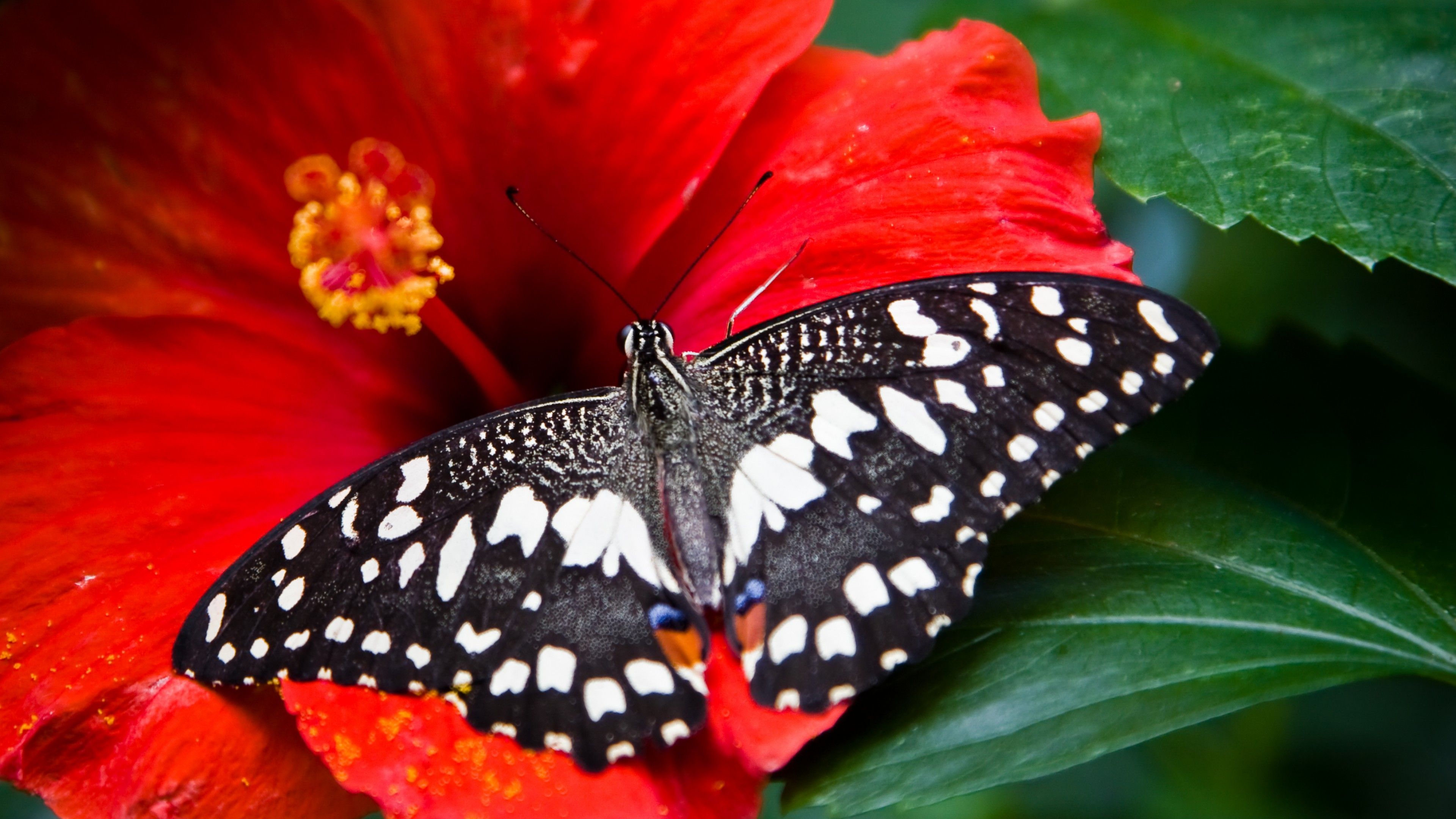 Farfalla nera su fiore rosso, 3840x2160 4K Ultra HD, Monitor 4K