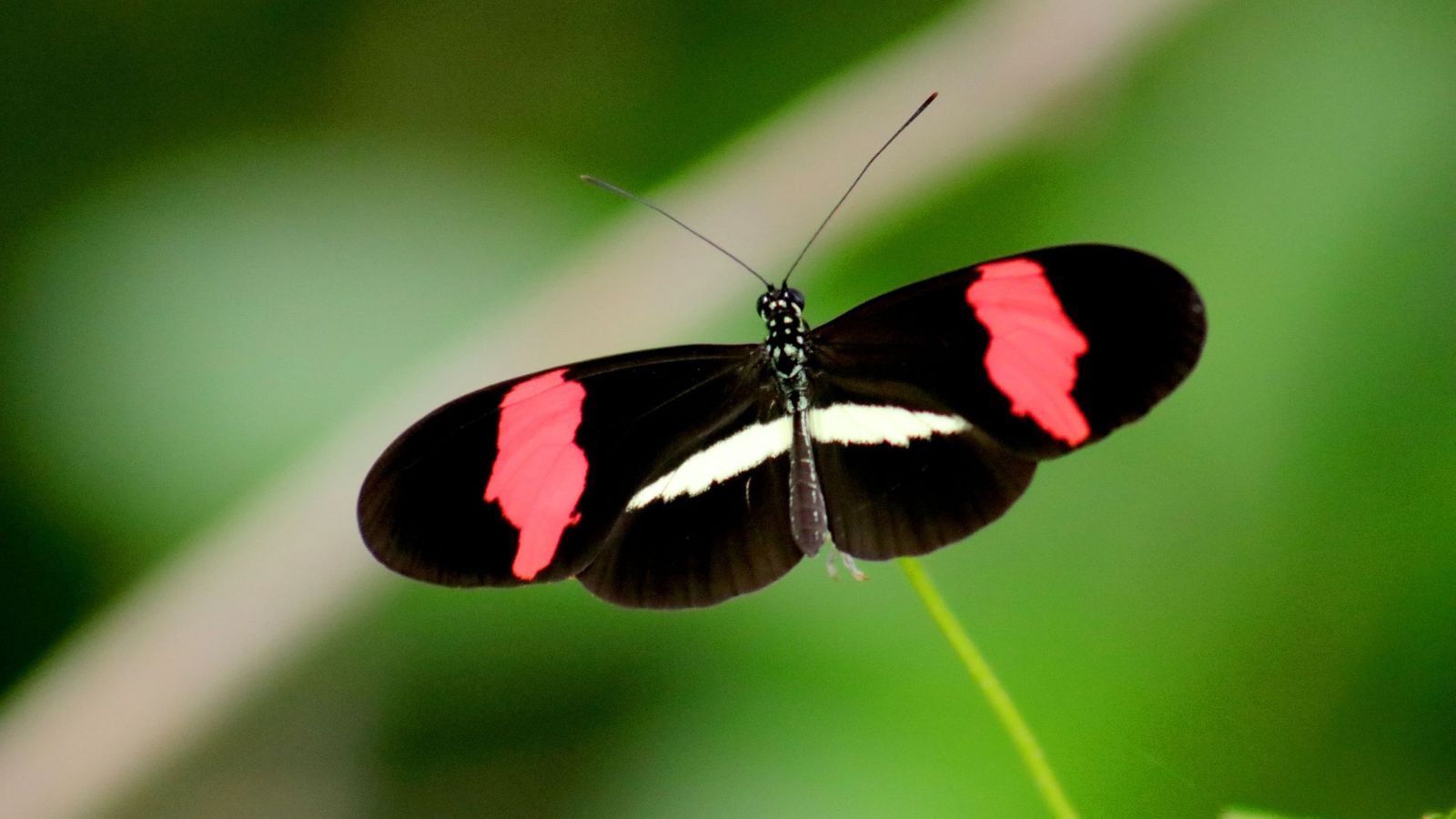 Farfalla nera e rossa, 1600x900 900p, Desktop