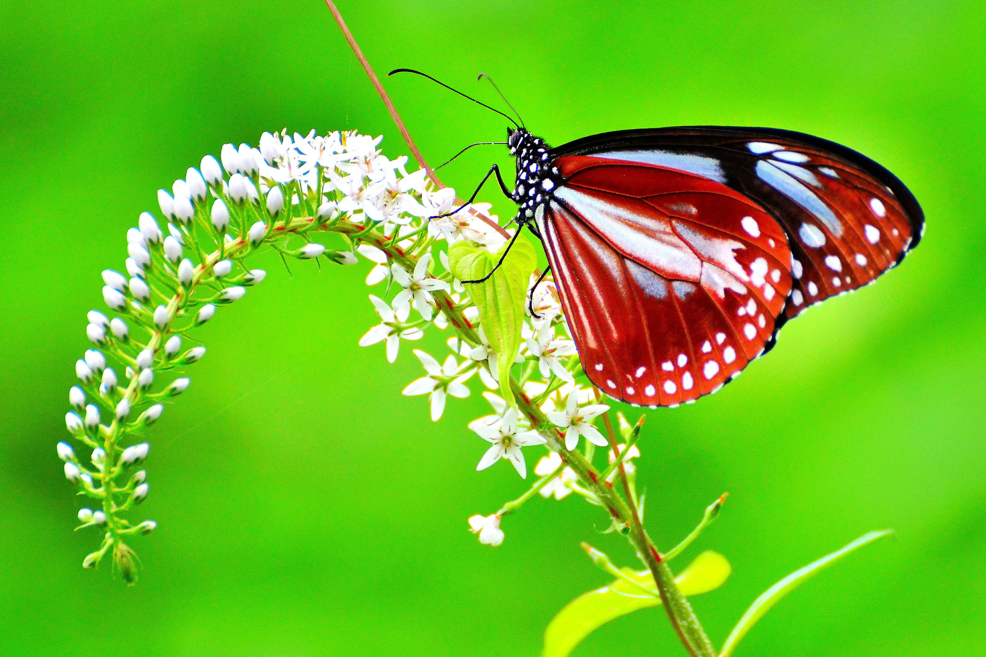 Farfalla rossa e nera su fiori, 3881x2587 4K Ultra HD, Monitor 4K