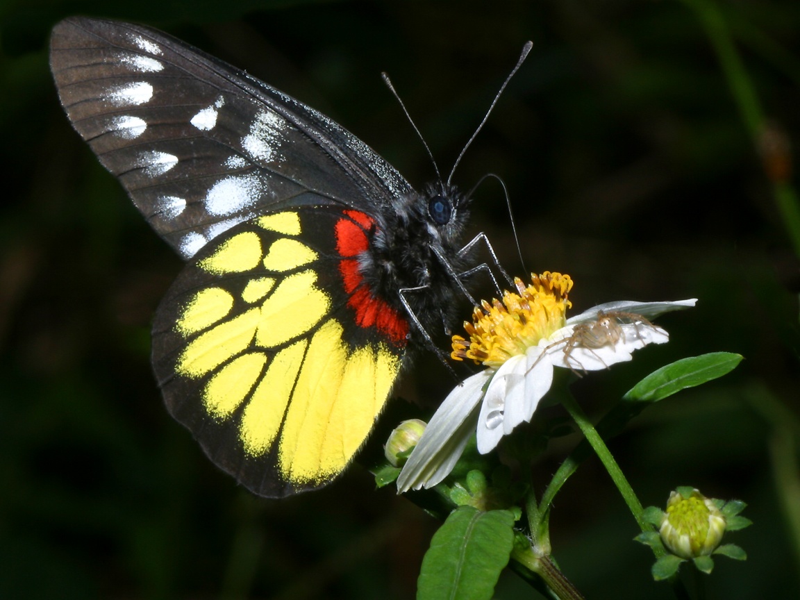 Farfalla nera gialla su fiore, 1152x864 HD, Desktop