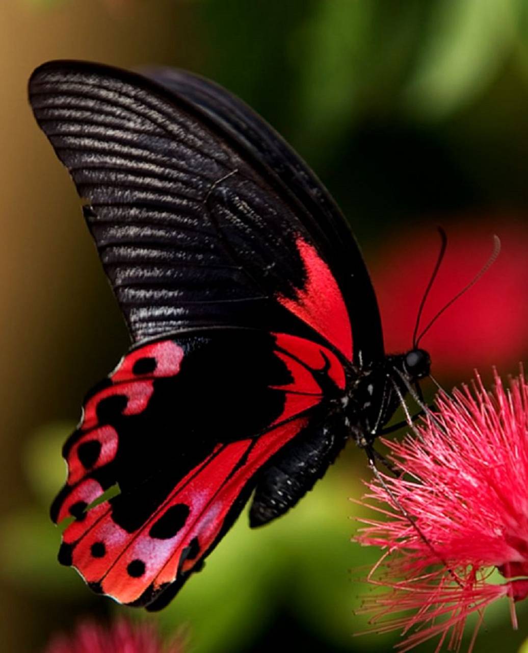 Farfalla nera e rossa su fiore, 1036x1280 Verticale, Mobile