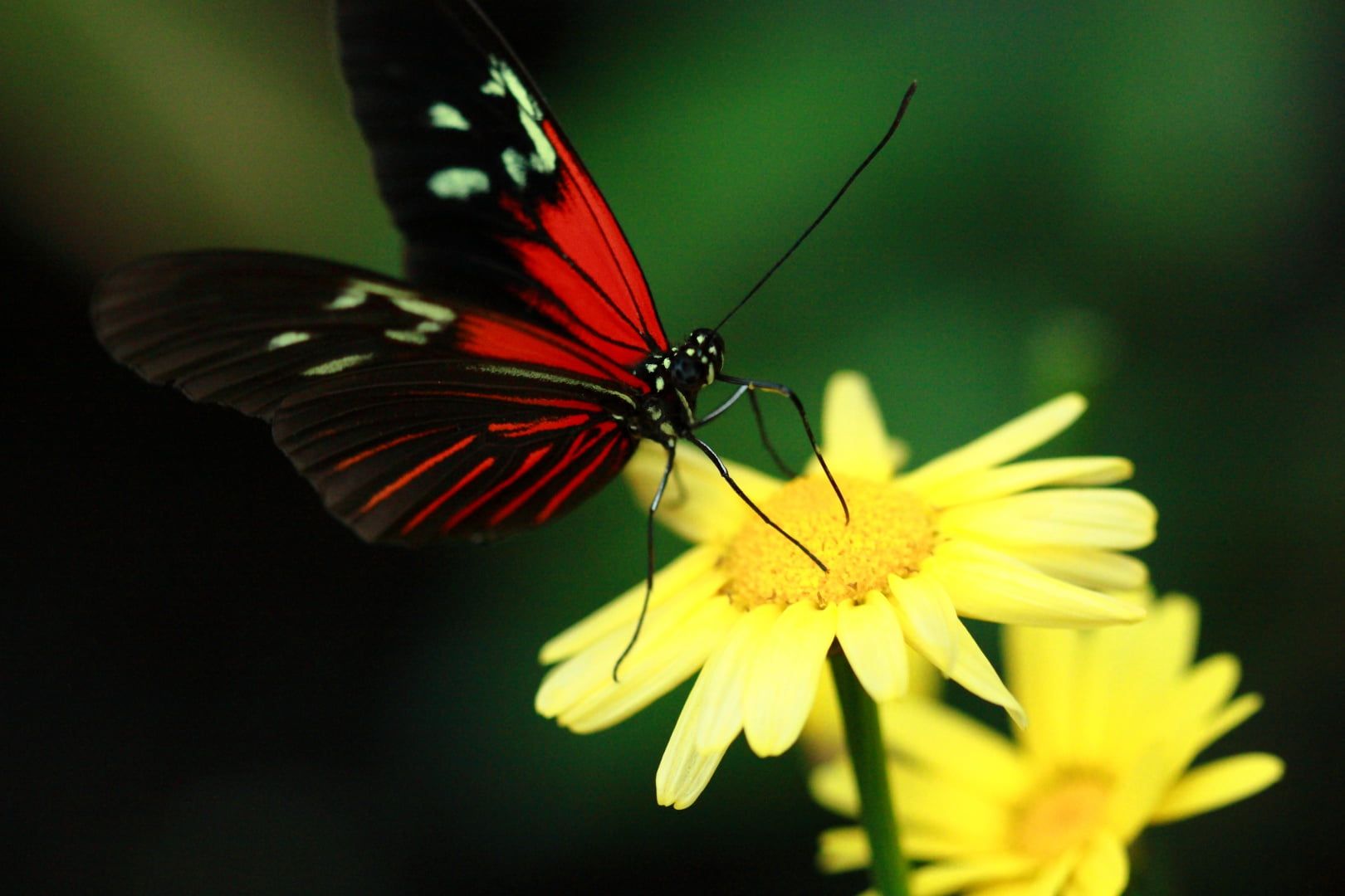 Farfalla rossa e nera su margherita, 1620x1080 HD, PC