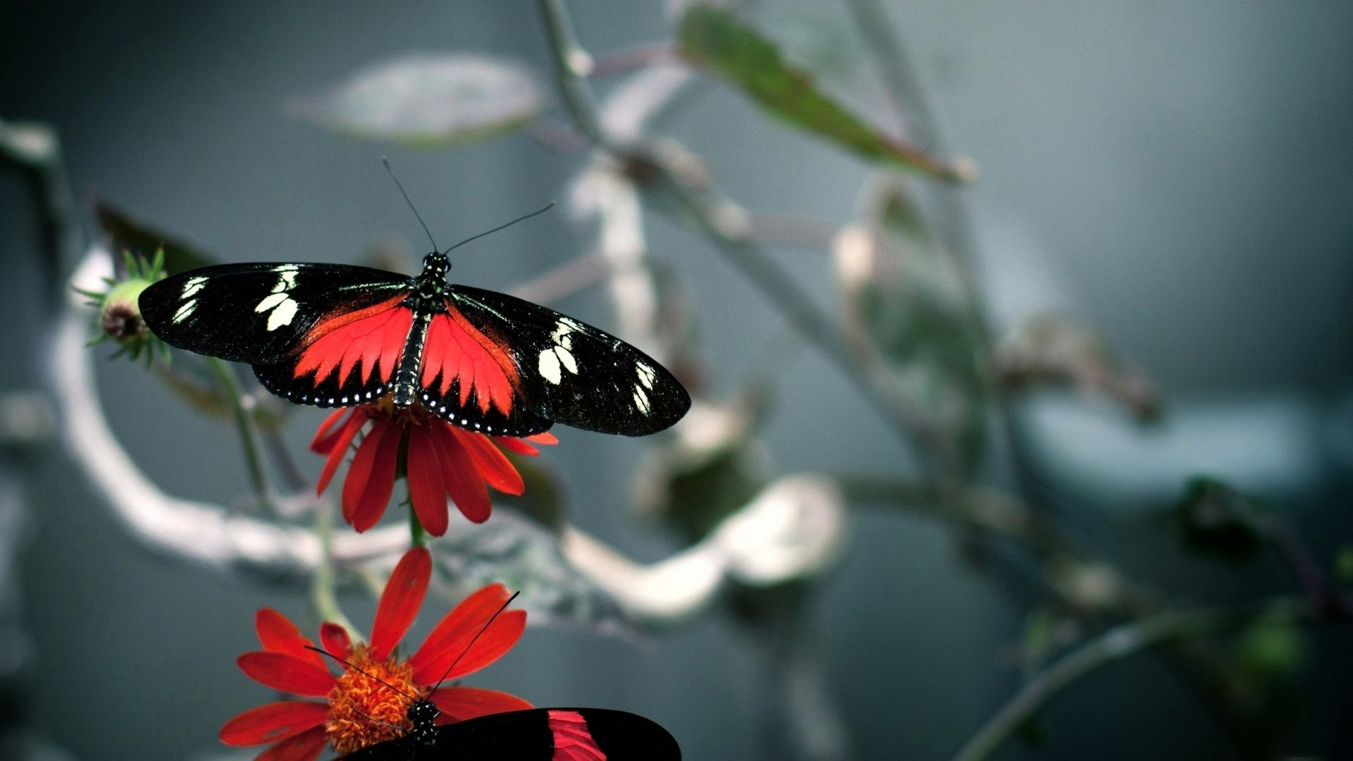 Farfalla rossa e nera su fiore, 1920x1080 1080p, PC Desktop