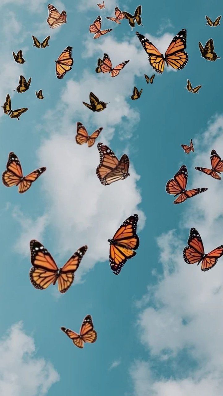 Farfalle monarca nel cielo, 721x1280 Verticale, Mobile
