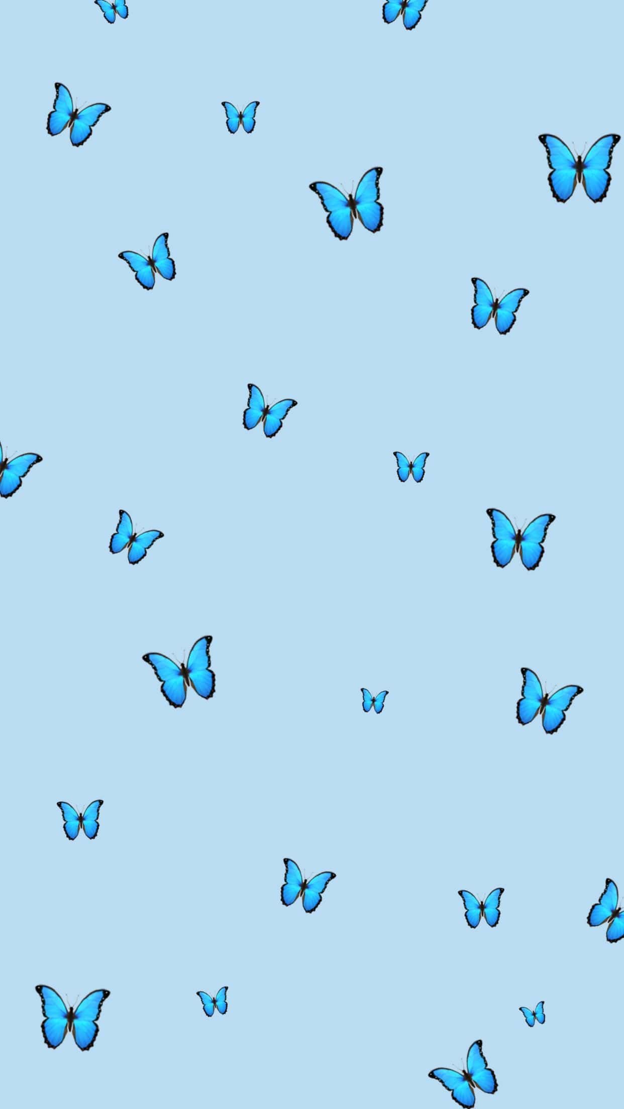 Farfalle blu sfondo azzurro, 1242x2208 Full HD Verticale, iPhone