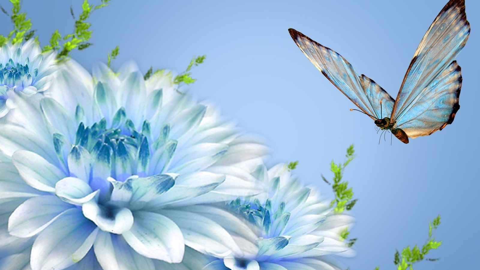 Farfalla blu con fiori, 1600x900 HD, Desktop