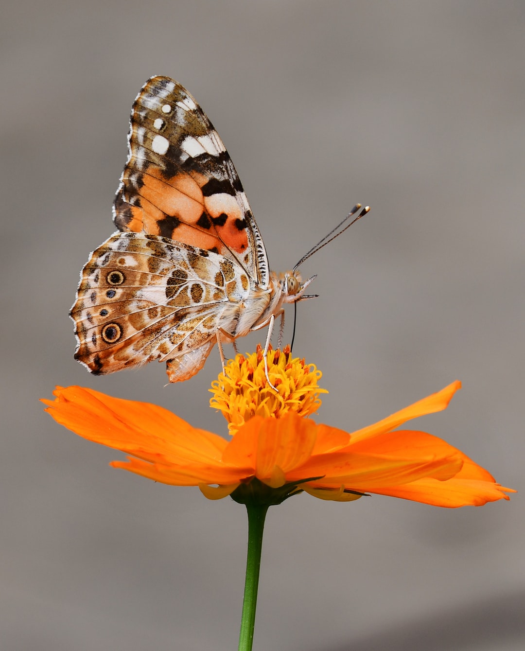Farfalla su fiore arancione, 1080x1339 Full HD Verticale, Smartphone