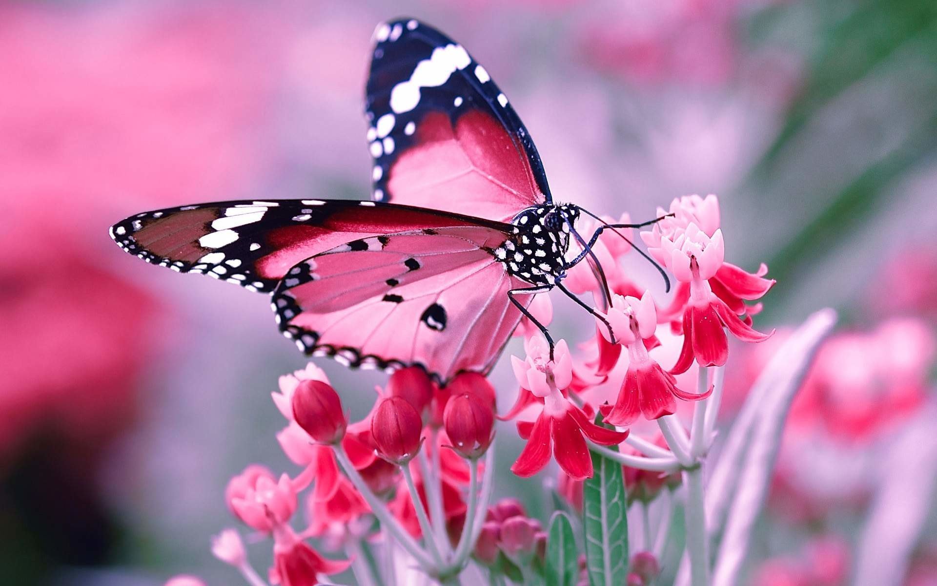 Farfalla rosa su fiori, 1920x1200 Full HD+ WUXGA, Desktop