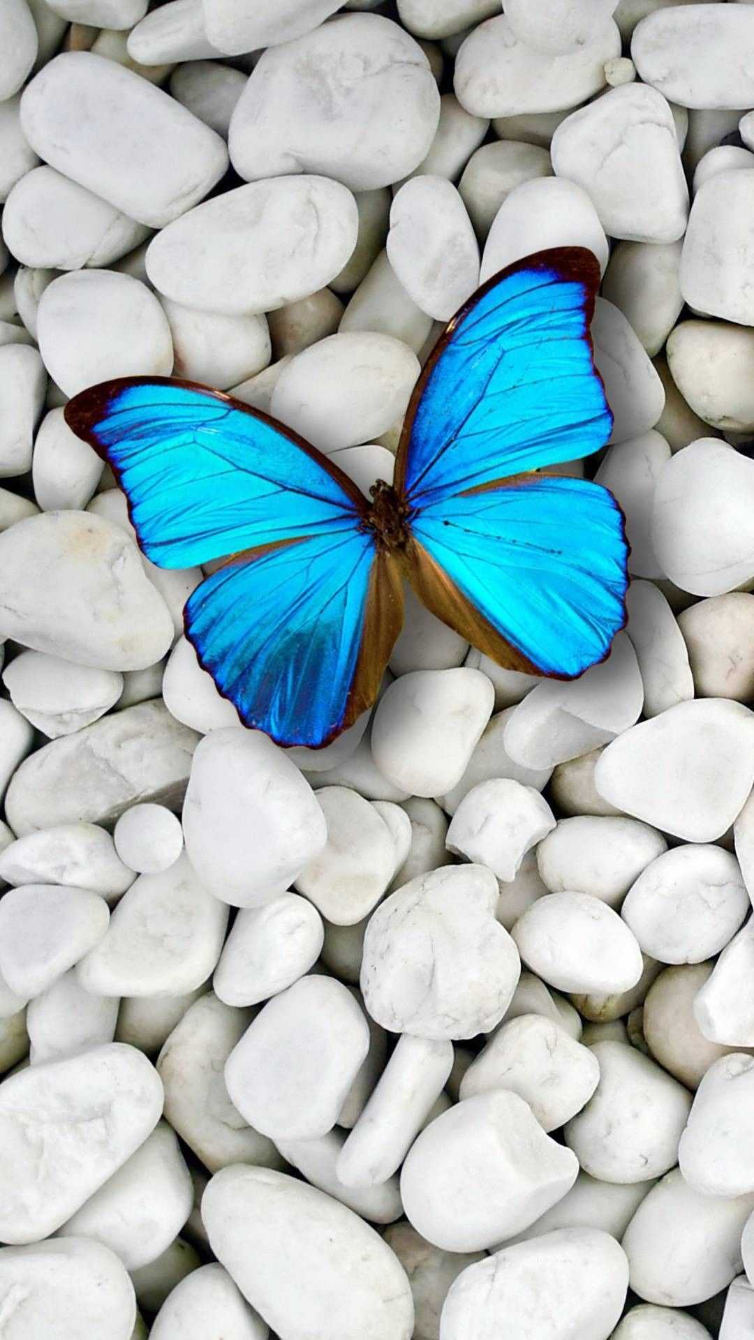 Farfalla blu su sassi bianchi, 1080x1920 Full HD Verticale, Smartphone