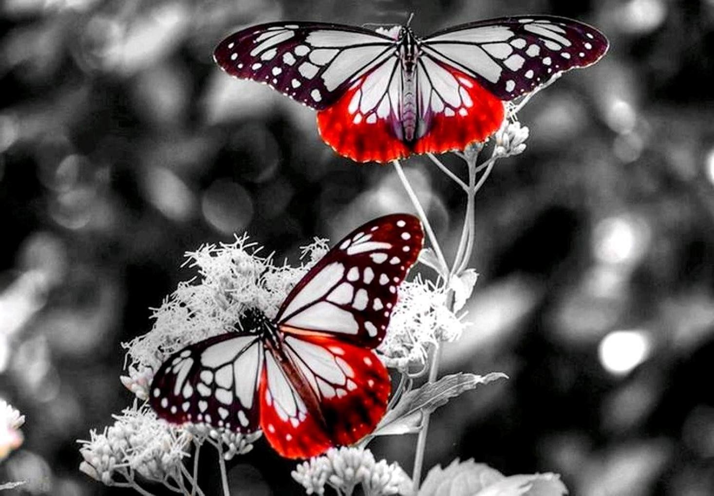 Farfalle rosse e bianche, 1466x1019 720p, Laptop