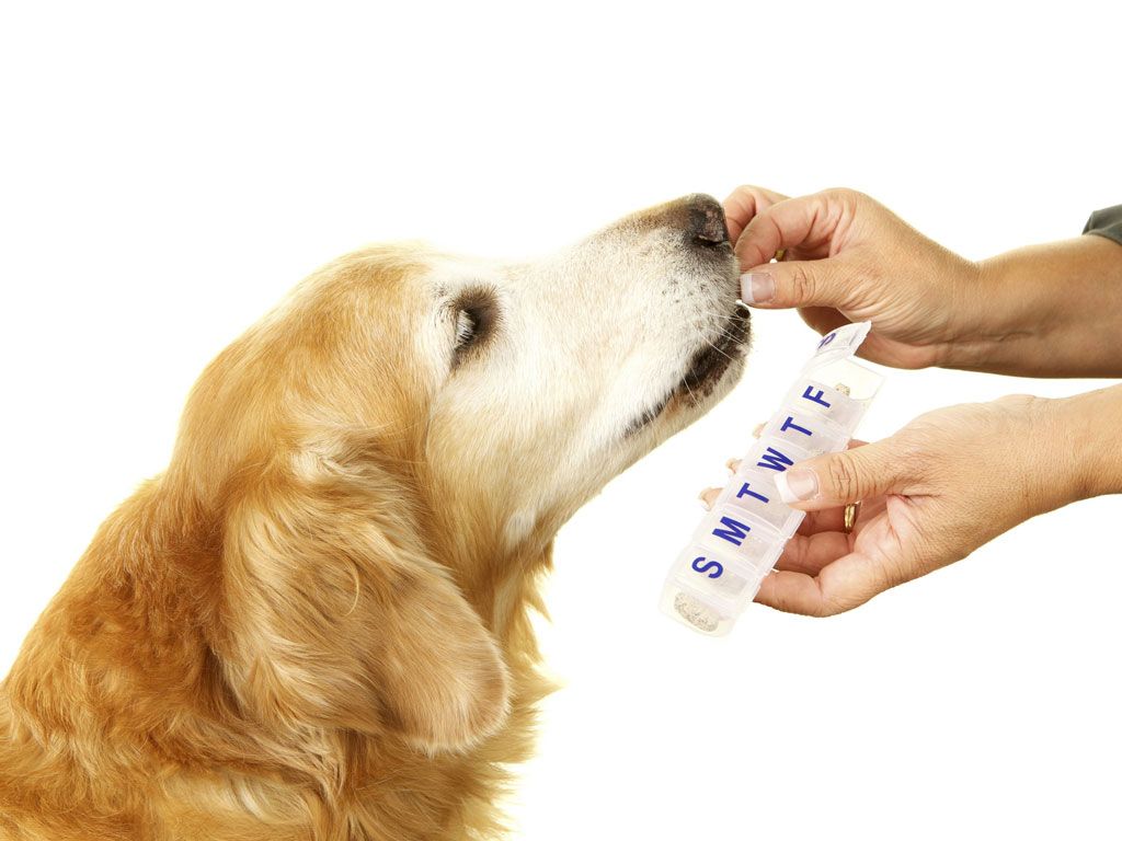 Cane golden retriever con pillole, 1024x768 HD, Desktop
