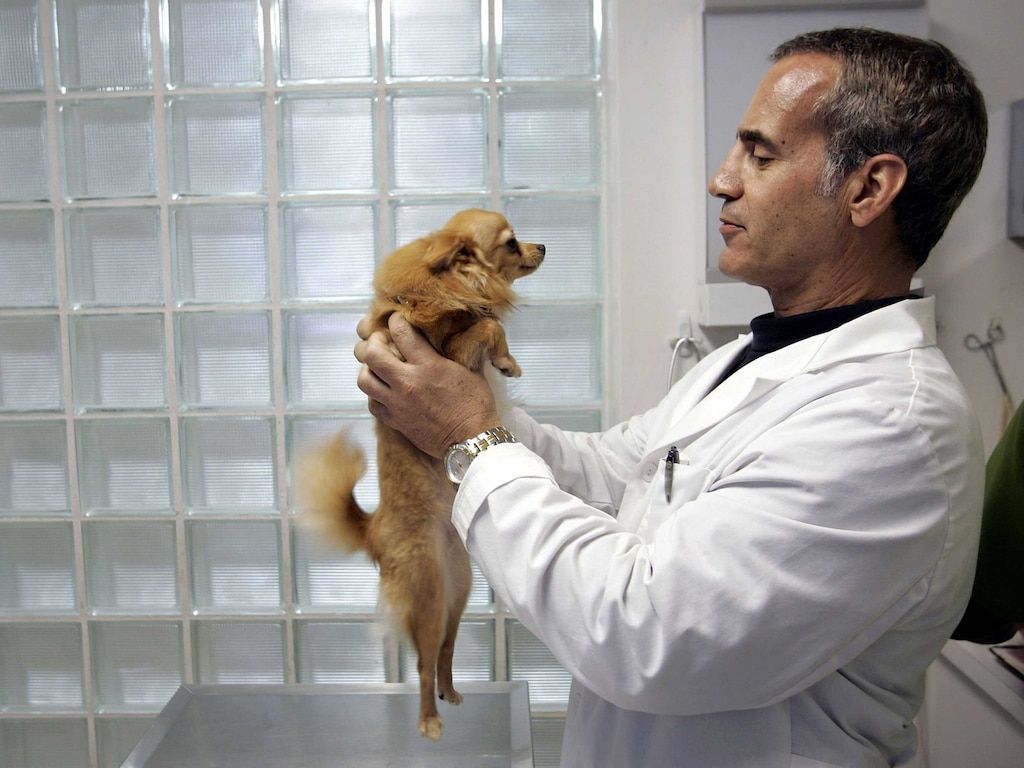 Clinica veterinaria gatto e cane, 1280x800 HD, Desktop