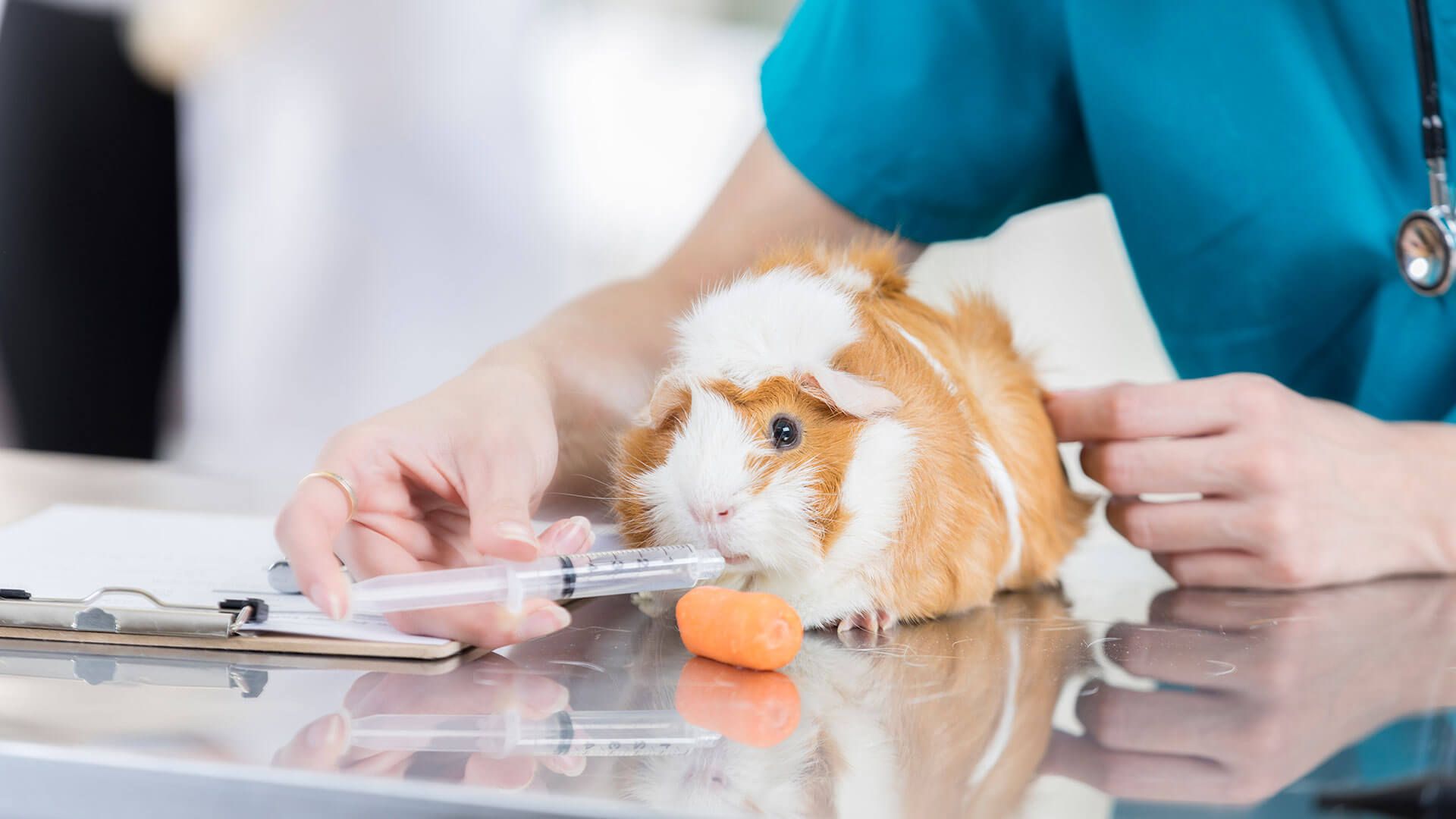 Porcellino d'India veterinario siringa, 1920x1080 1080p, PC