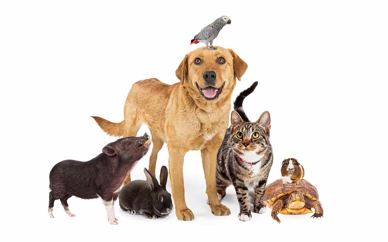 Gruppo animali domestici insieme, 1280x800 HD, Notebook Gaming