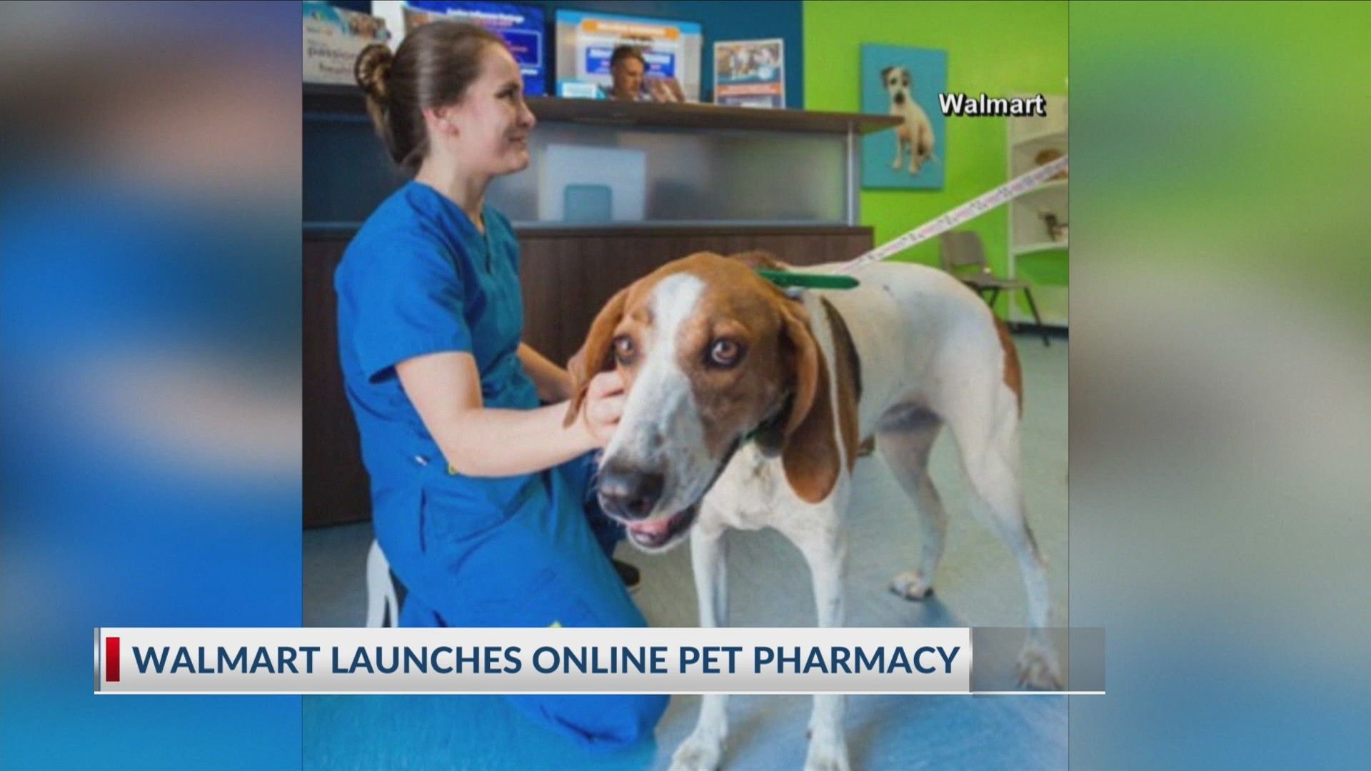 a Tema Farmacia Veterinaria, 1920x1080 Full HD 1080p, PC Desktop