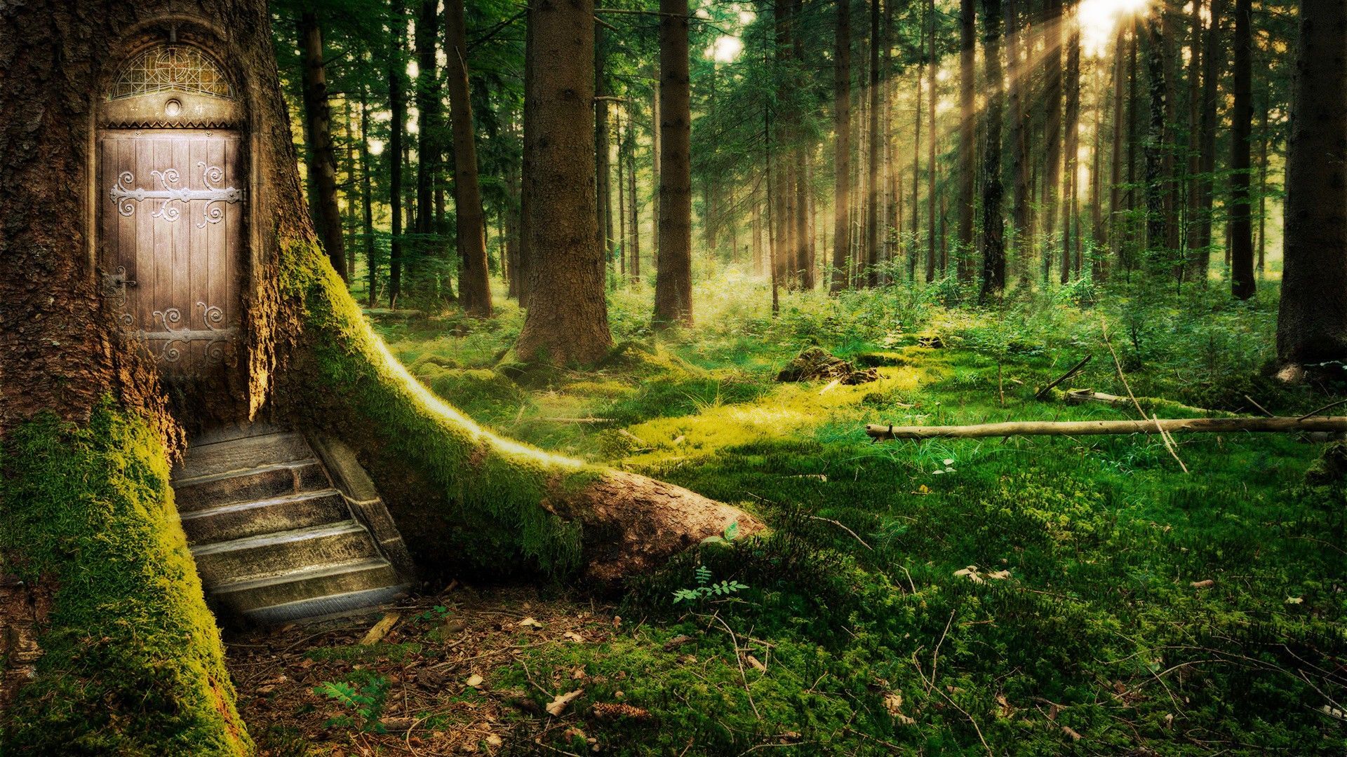 Porta magica in albero, foresta, 1920x1080 1080p, PC