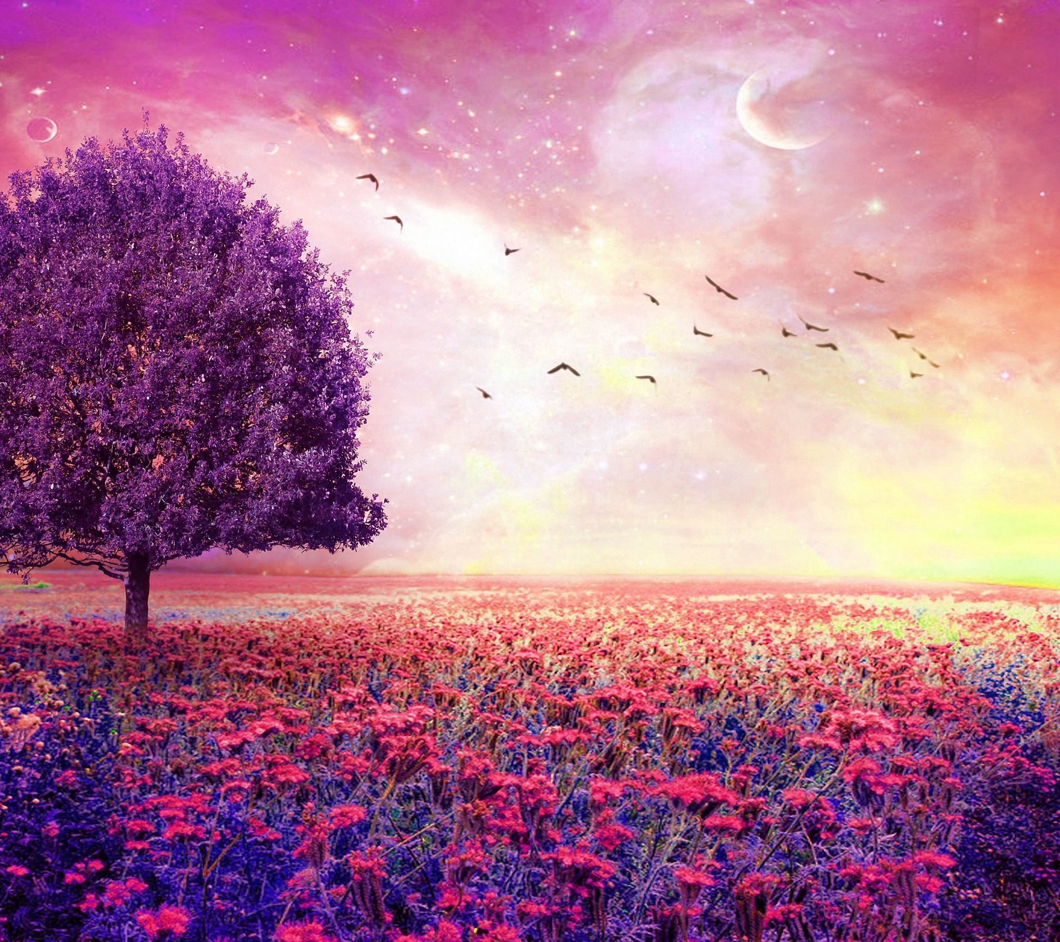 Albero campo fiori luna rosa, 2160x1920 alta risoluzione, Desktop