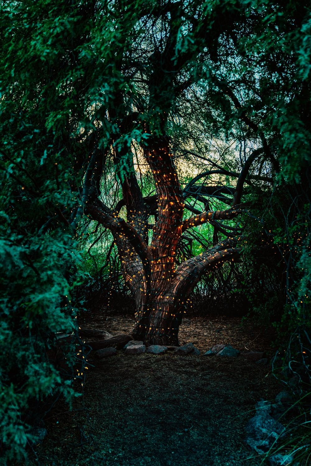 Albero illuminato in bosco scuro, 1000x1499 Full HD Verticale, iPhone