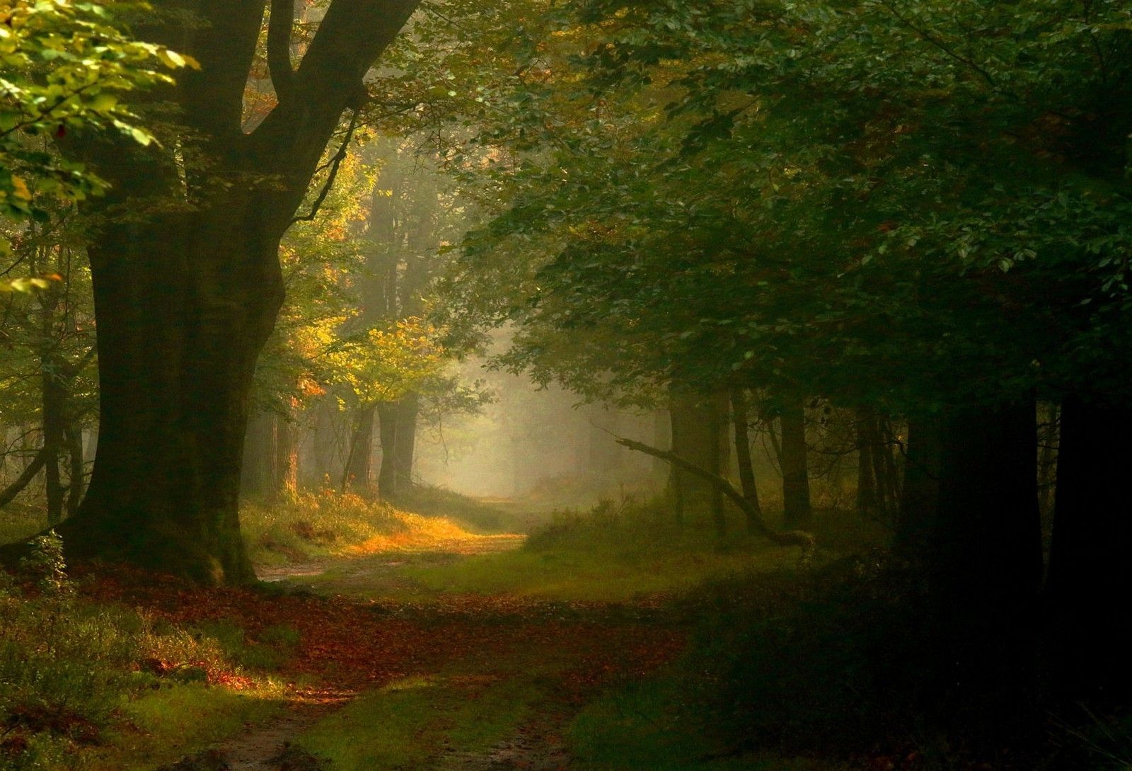 Sentiero foresta nebbiosa verde, 1600x1089 900p, Desktop
