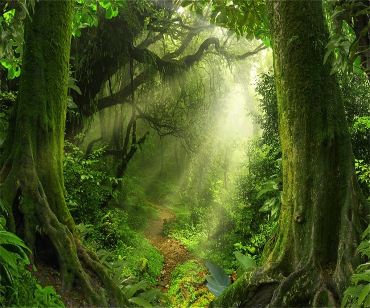 Foresta magica raggi di luce, 1200x1000 HD, ROG Asus Laptop