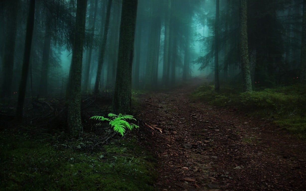 Felce verde in foresta nebbiosa, 1230x768 HD, Laptop