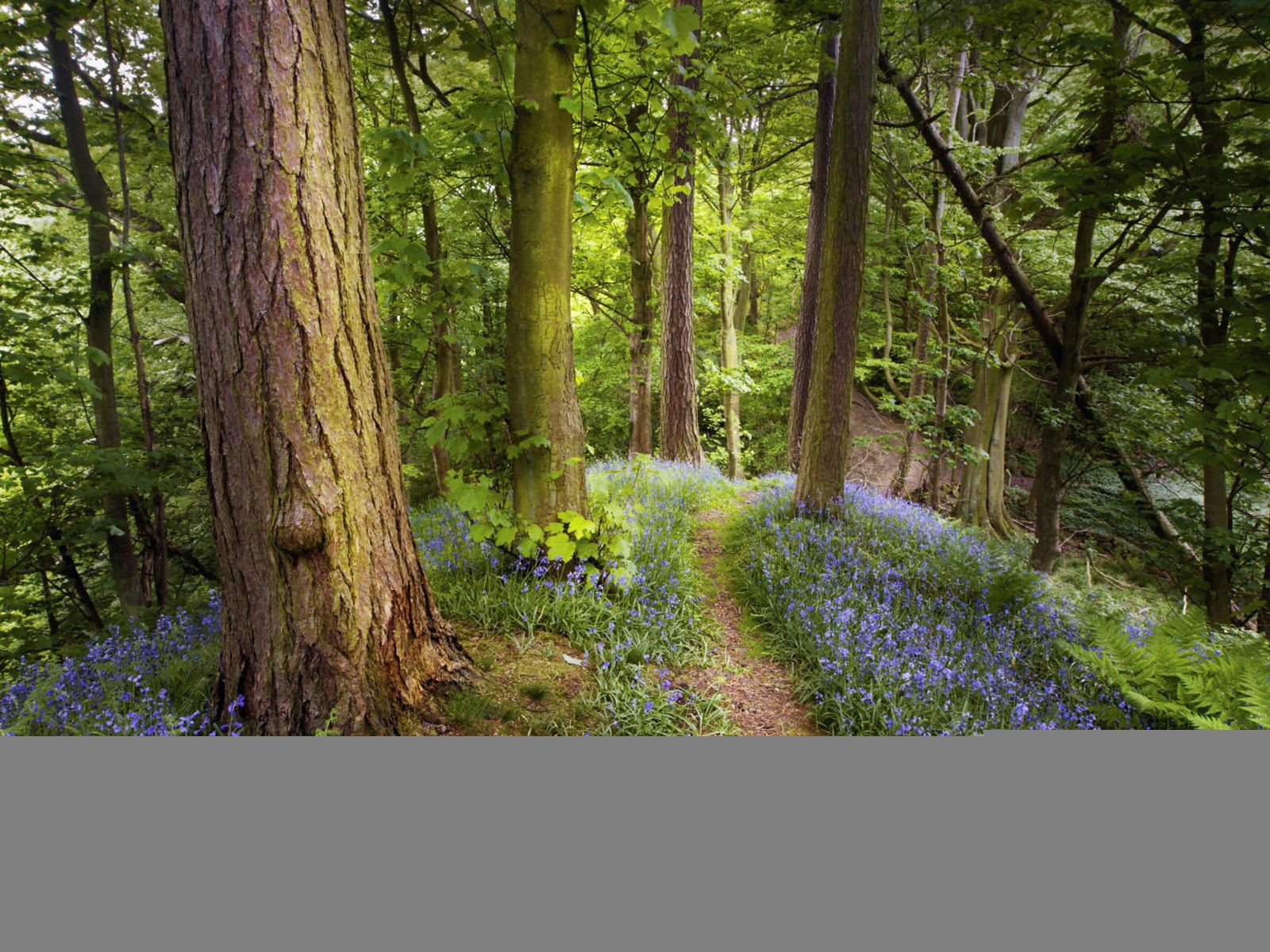 Foresta con campanule blu, 1600x1200 HD Ready, Desktop