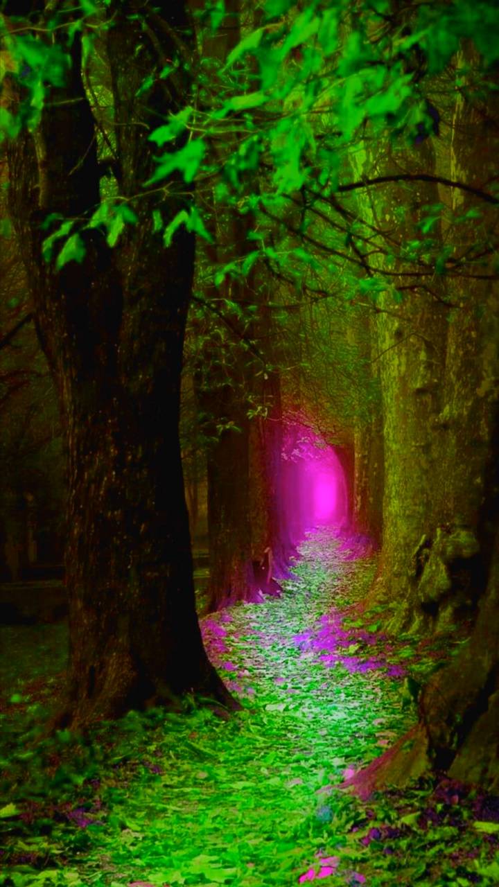 Sentiero magico nel bosco, 720x1280 Verticale, Mobile