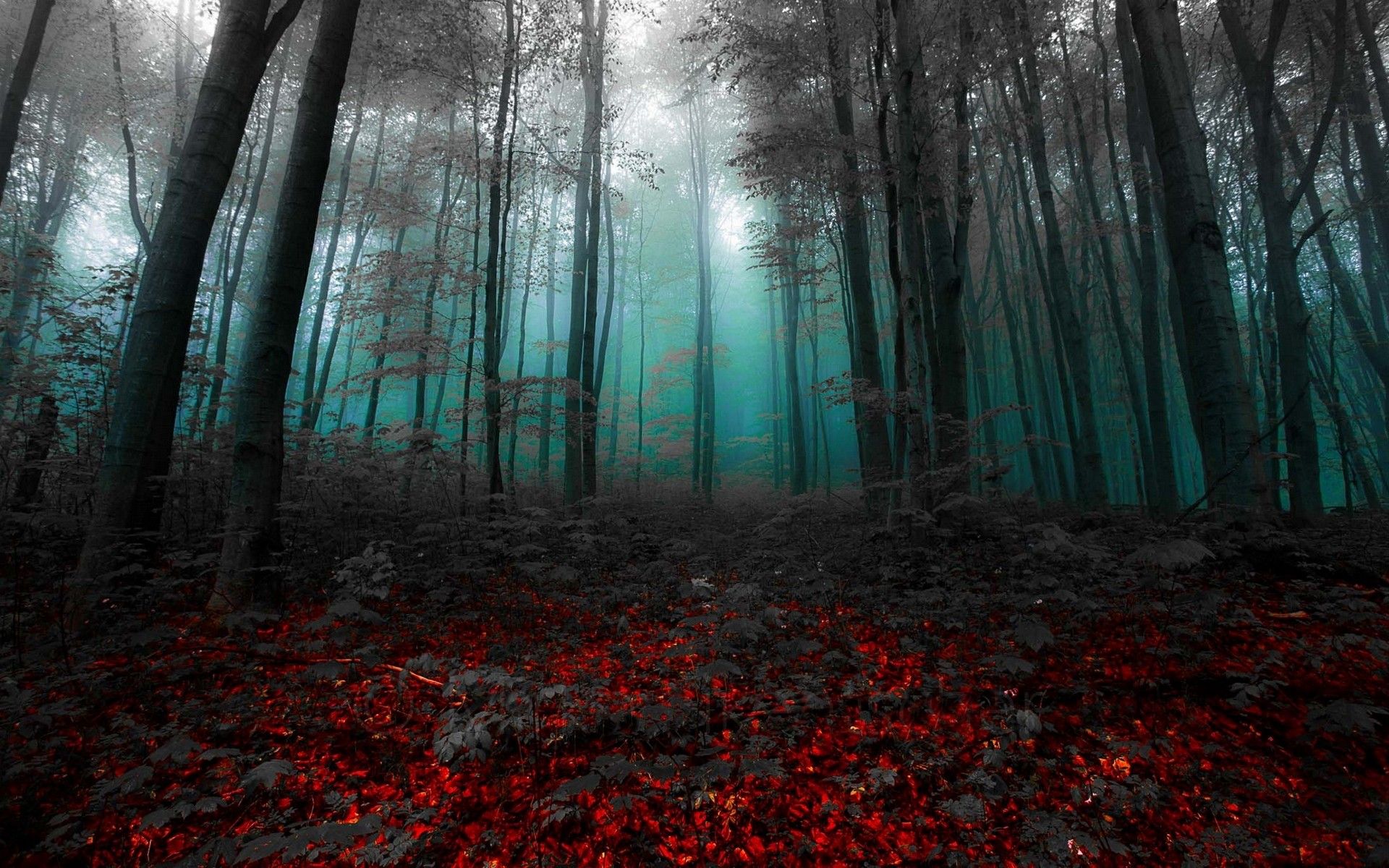 Foresta nebbiosa con foglie rosse, 1920x1200 WUXGA, PC Desktop
