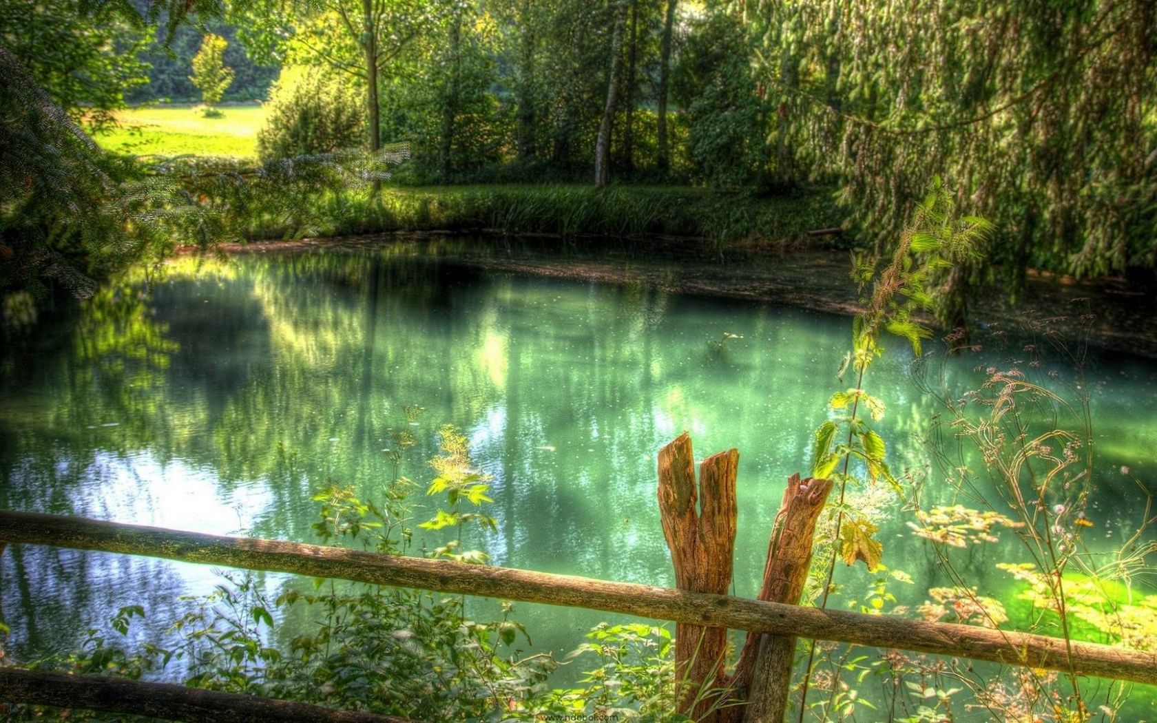 Laghetto verde nel bosco, 1680x1050 HD, Desktop