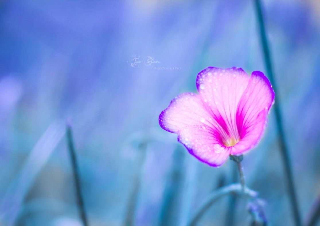 Fiore rosa su sfondo blu, 1116x789 HD, PC Desktop