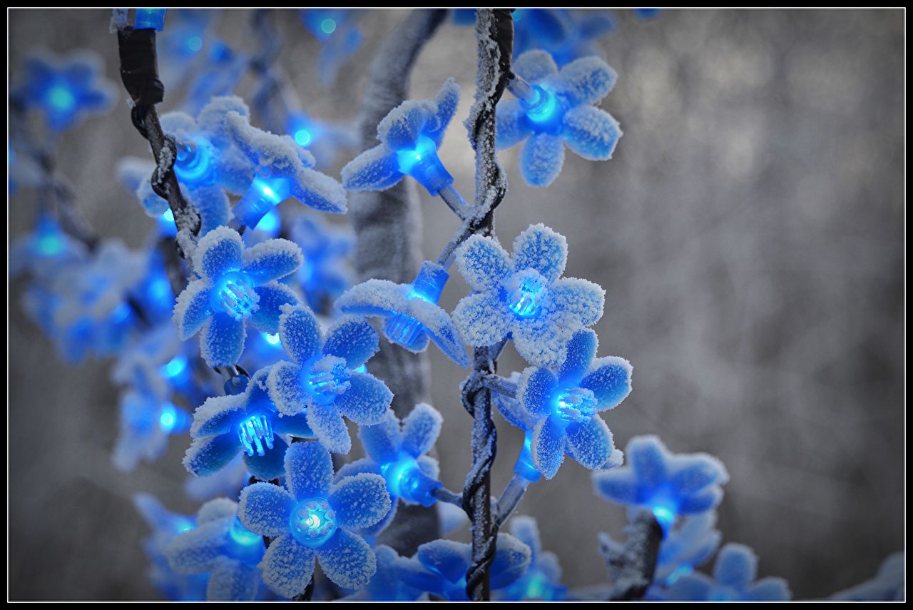 Fiori blu con luci fatate, 1280x855 720p, Lenovo Legion
