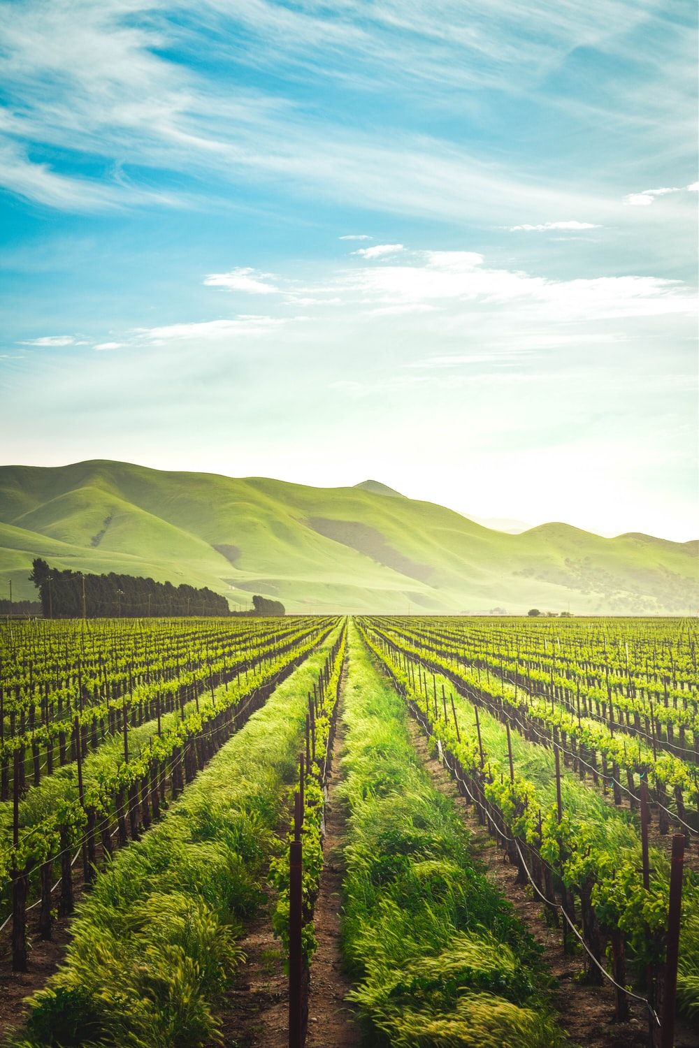 Vigneto verde con colline, 1000x1500 Full HD Verticale, iPhone