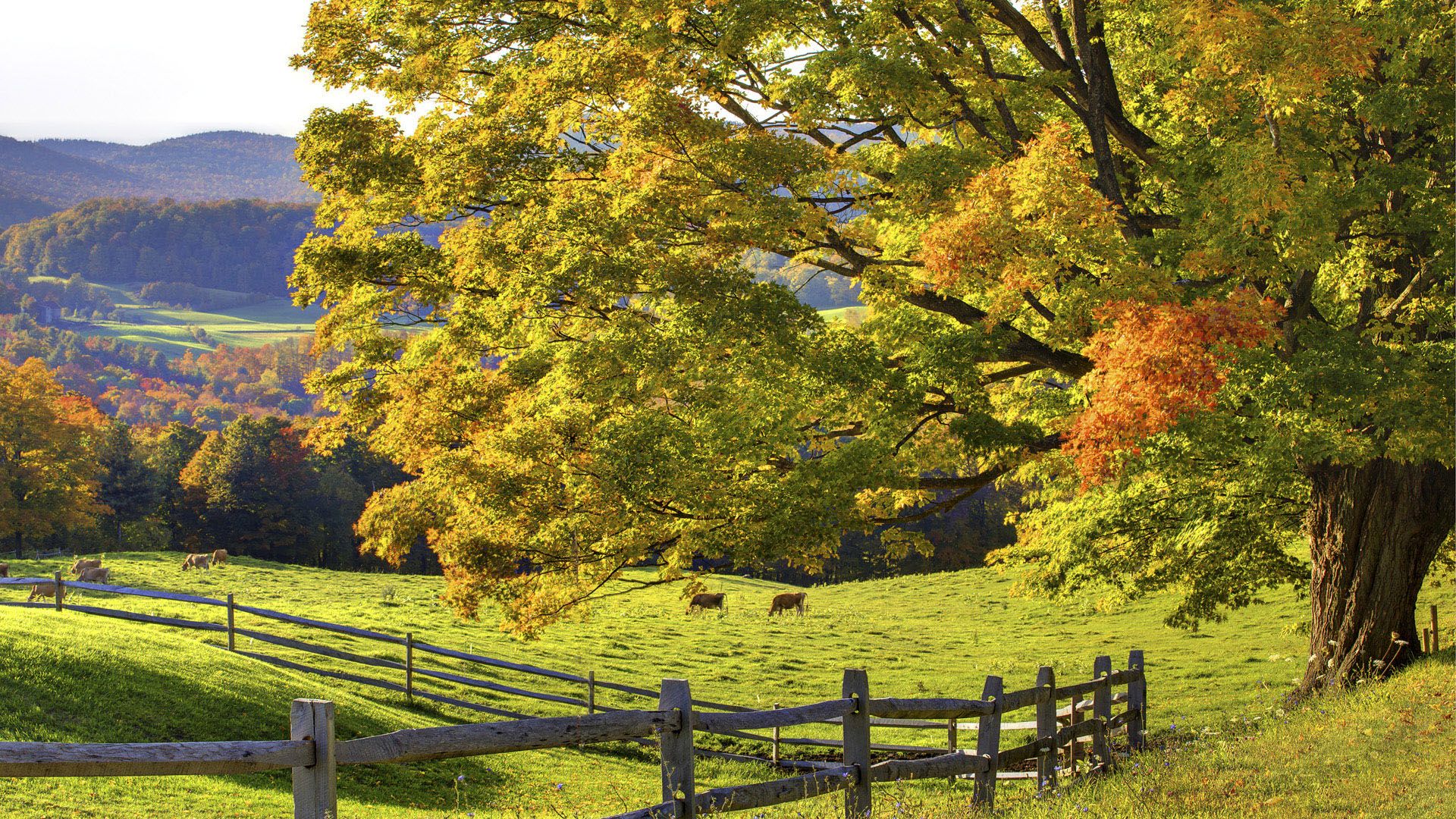 Campo giallo, alberi, cielo nuvoloso, 1920x1080 Full HD, Desktop