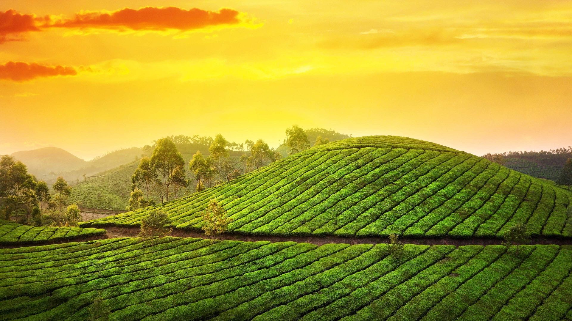 Piantagione di tè al tramonto, 1920x1080 Full HD, Laptop