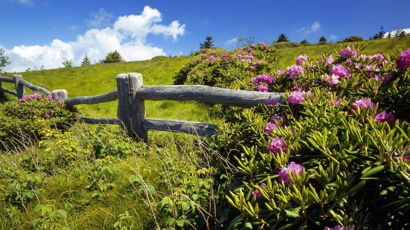 Recinto in legno collina fiorita, 1366x768 HD, Desktop