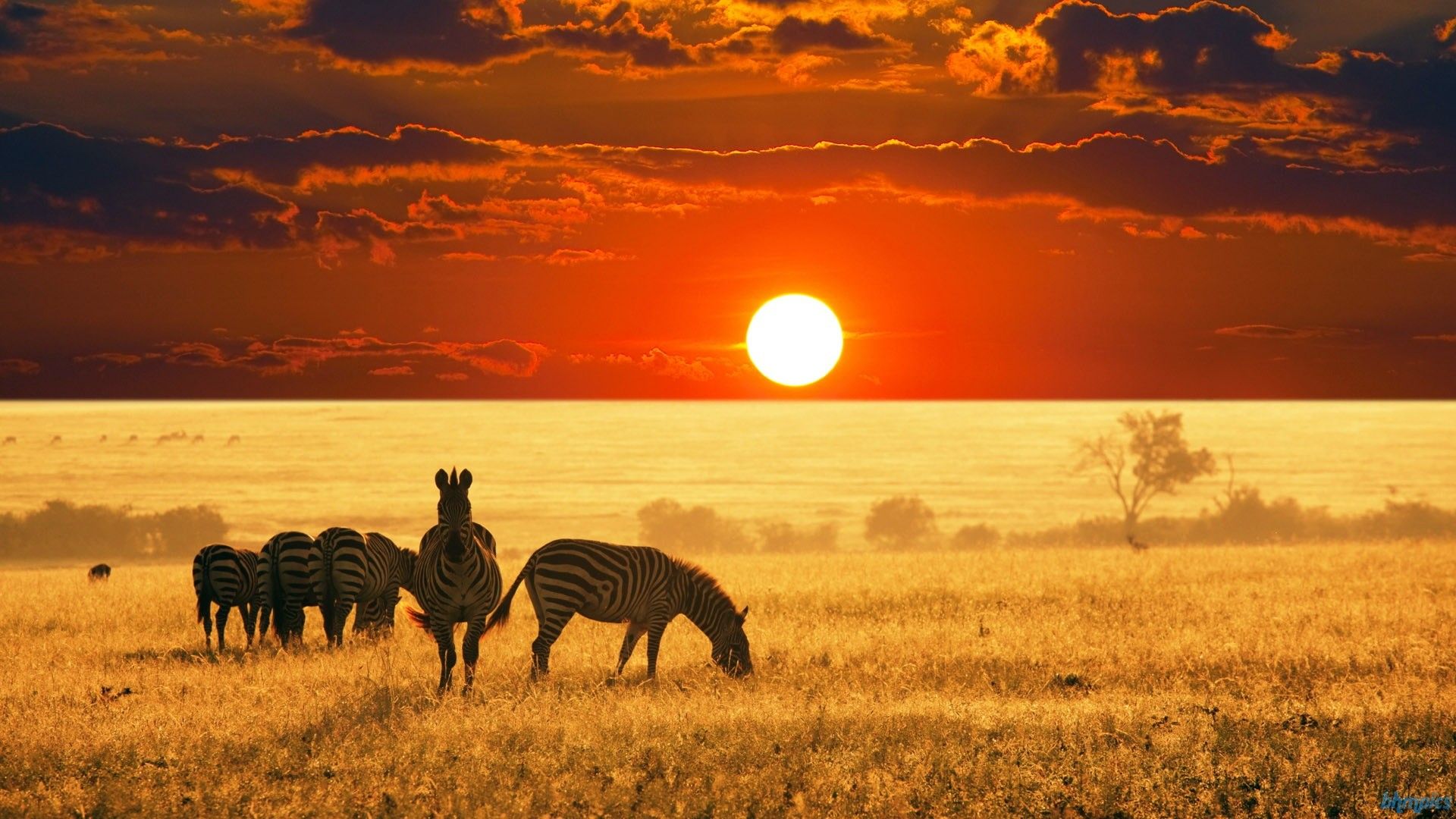 Zebre al tramonto in savana, 1920x1080 Full HD 1080p, PC Desktop