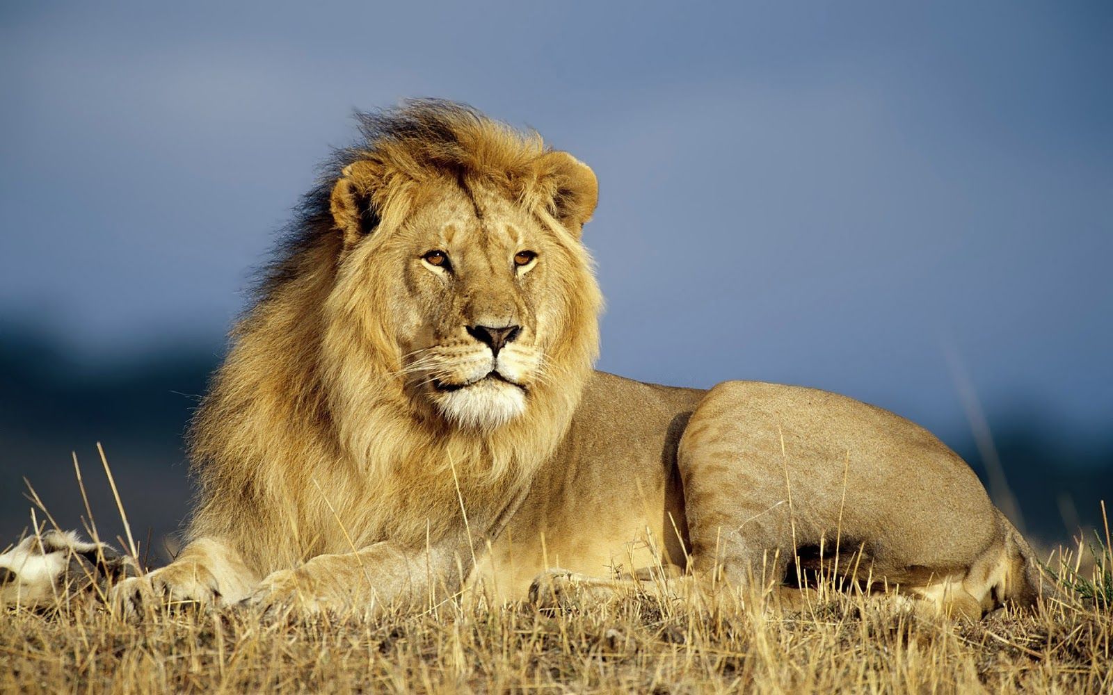 Leone sdraiato nella savana, 1600x1000 900p, PC