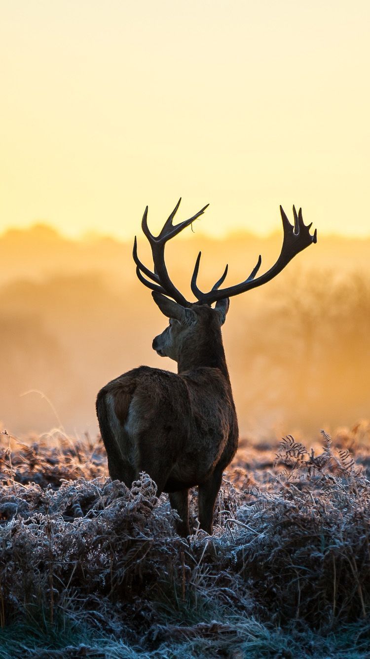 Cervo silhouette all'alba, 750x1334 Full HD Verticale, Smartphone