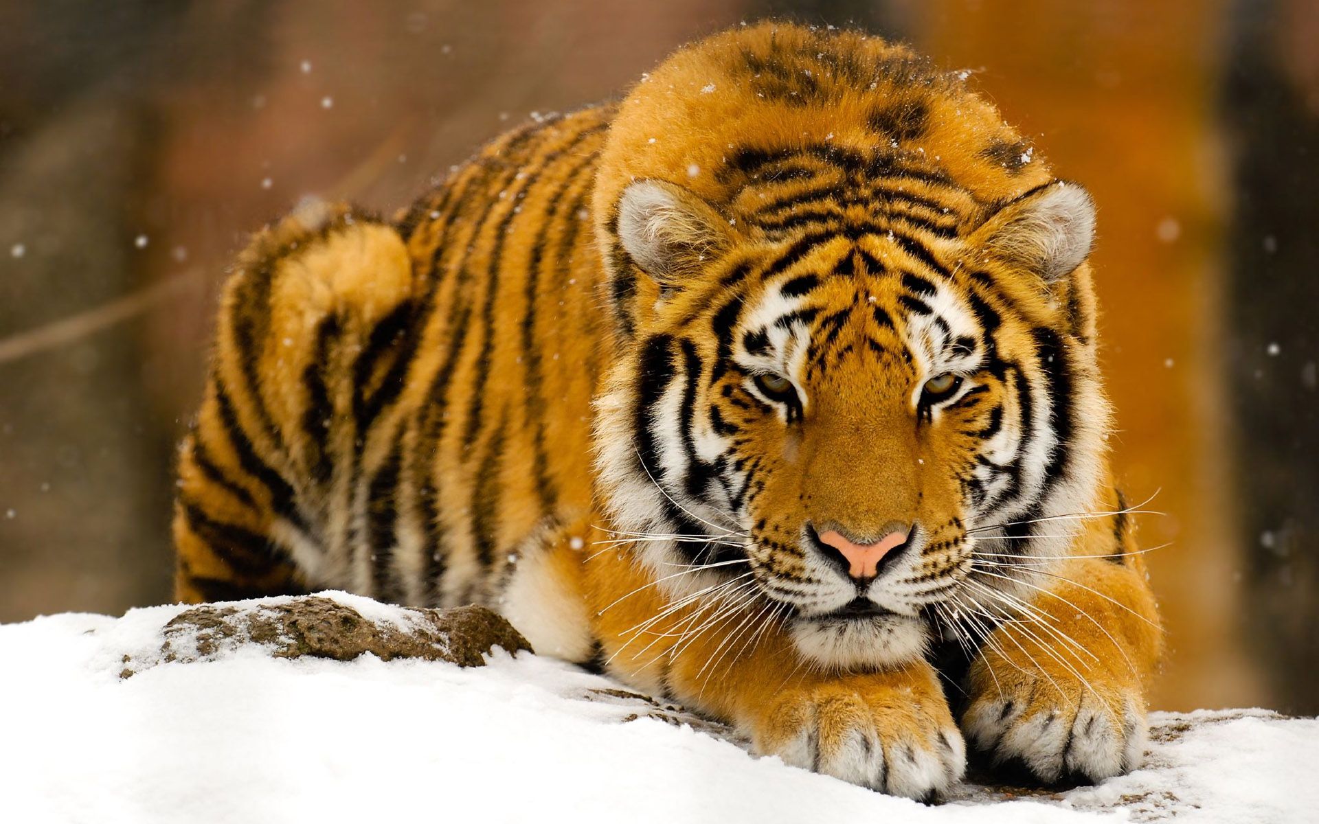 Tigre nella neve, 1920x1200 WUXGA, Desktop