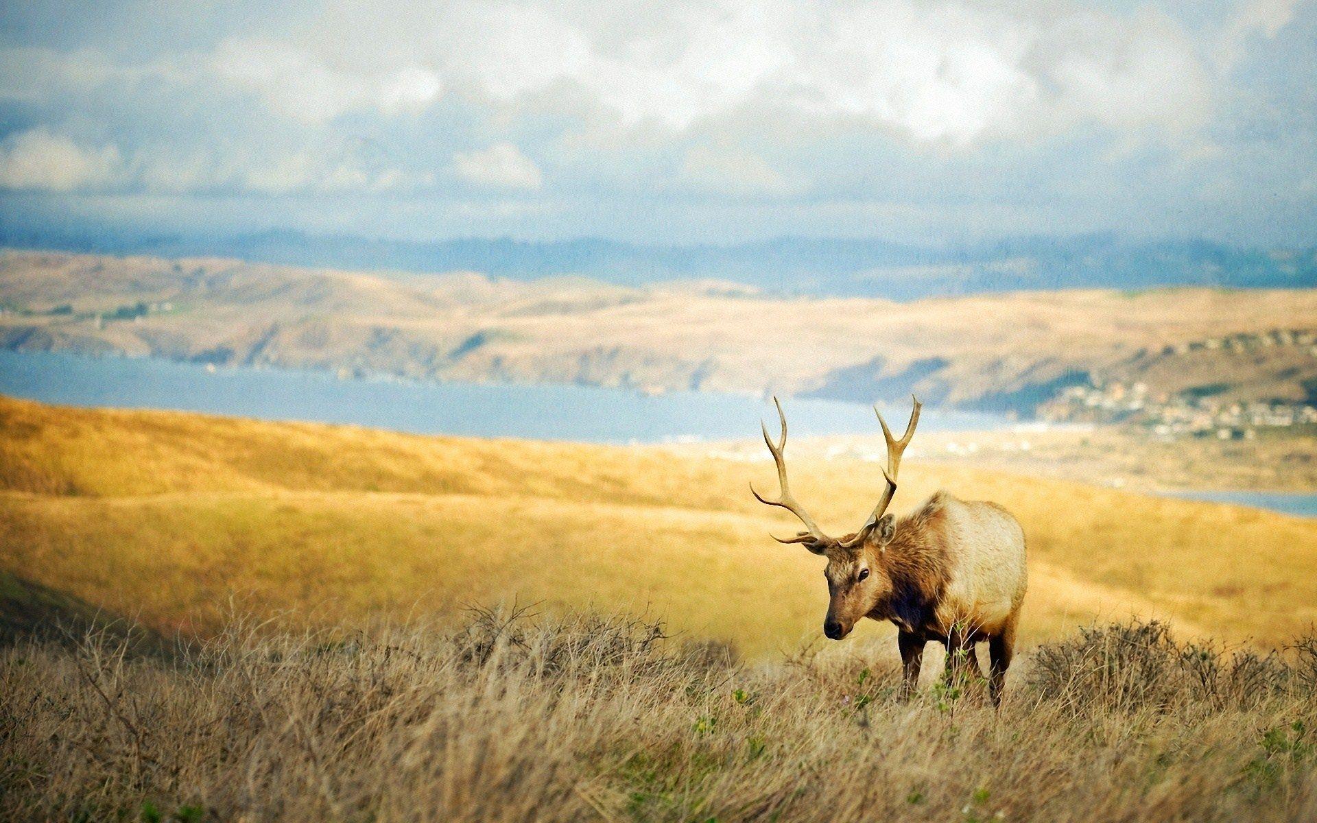 Cervo con corna su collina, 1920x1200 Full HD+, Desktop