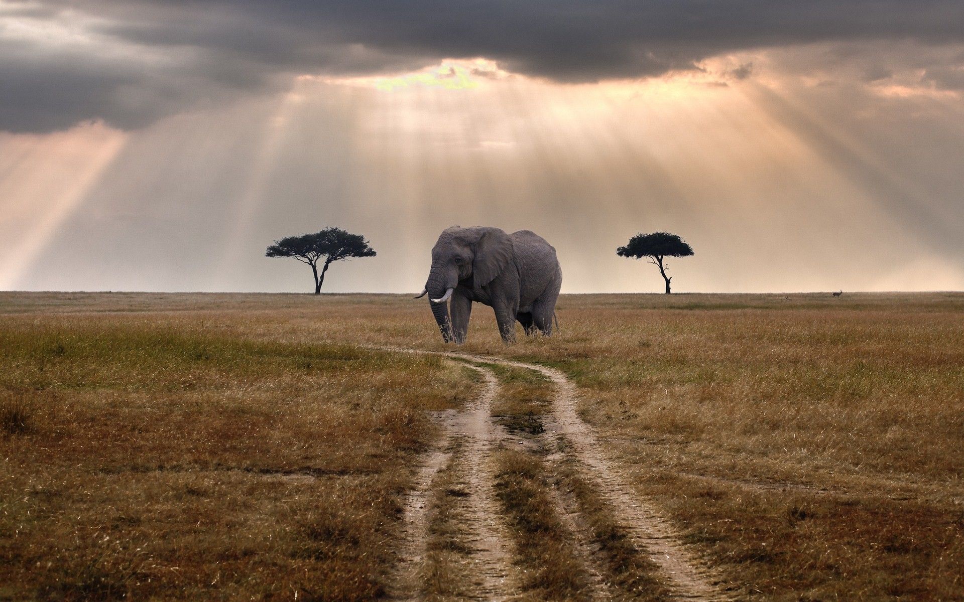 Elefante nella savana africana, 1920x1200 WUXGA, Laptop