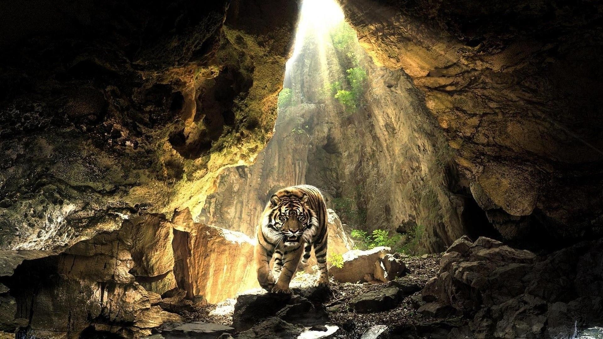 Tigre in grotta illuminata, 1920x1080 Full HD 1080p, Desktop