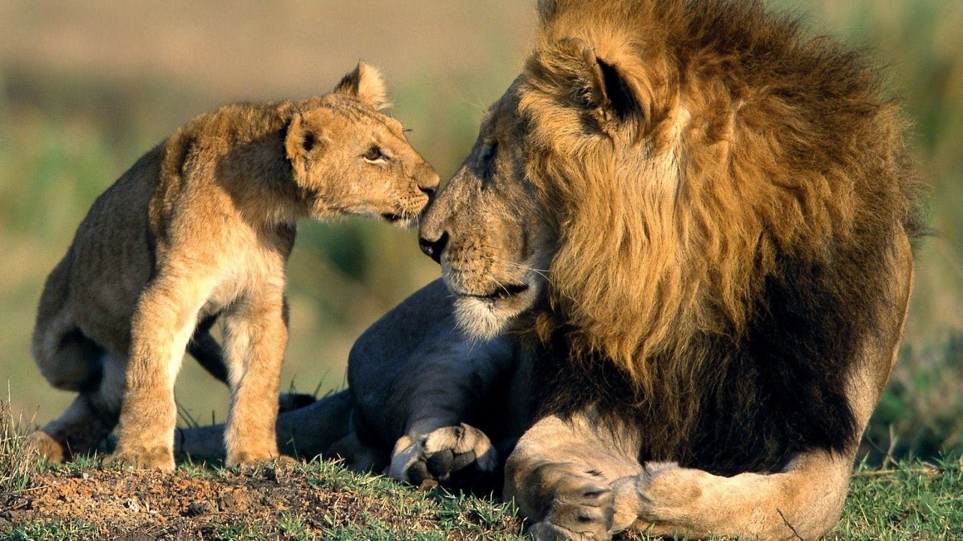 Leone e cucciolo savana, 1920x1080 Full HD, Desktop