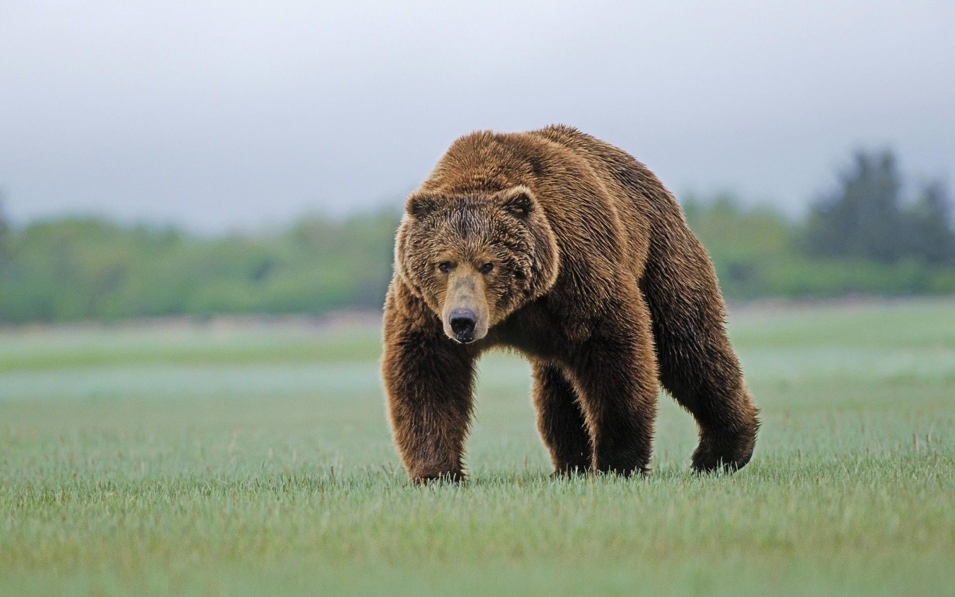 Orso grizzly su prato verde, 1920x1200 WUXGA, PC Desktop