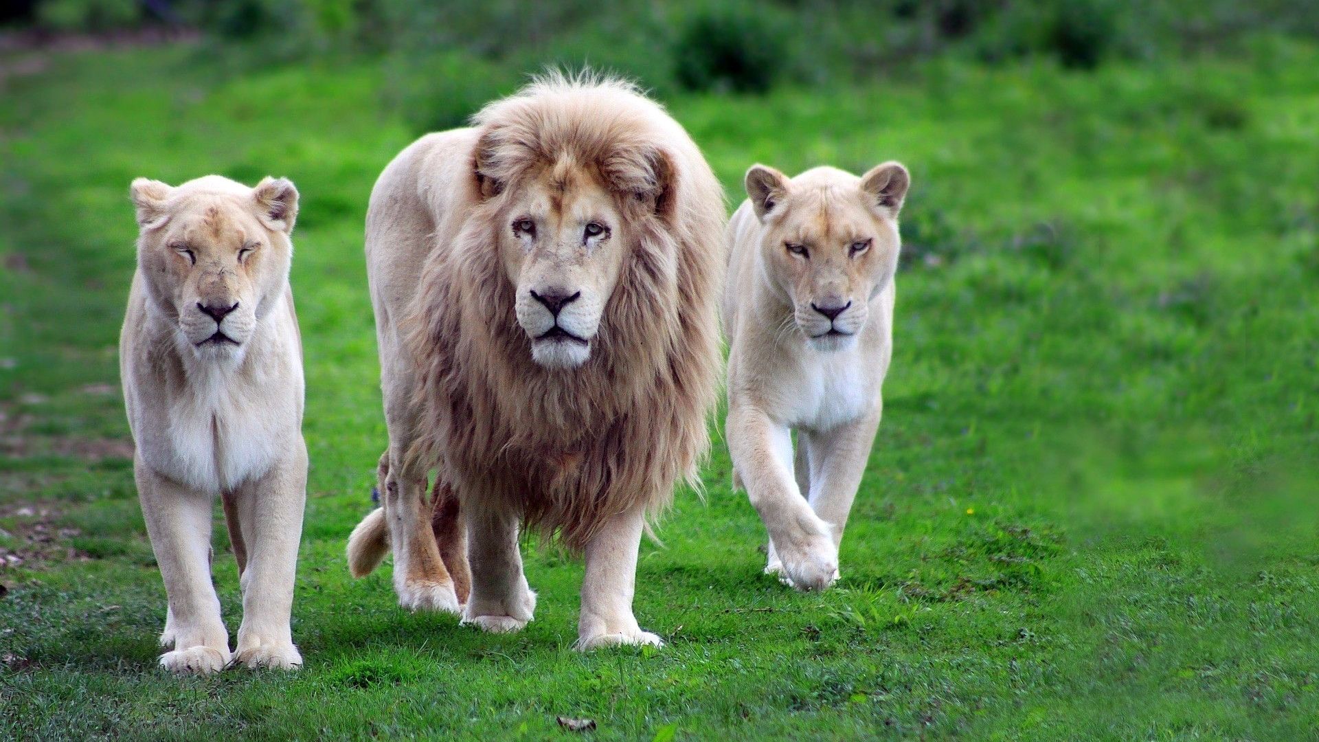 Leone e due leonesse, 1920x1080 Full HD 1080p, Laptop