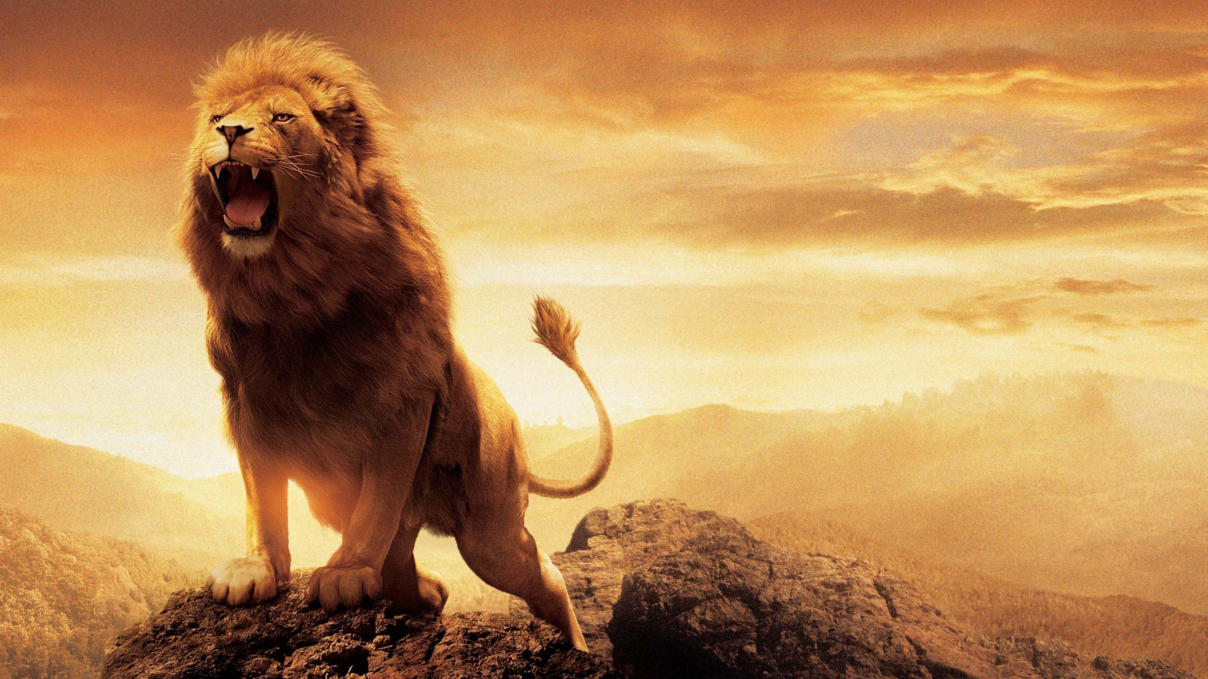 Leone ruggente su roccia, 3840x2160 4K, Desktop 4K