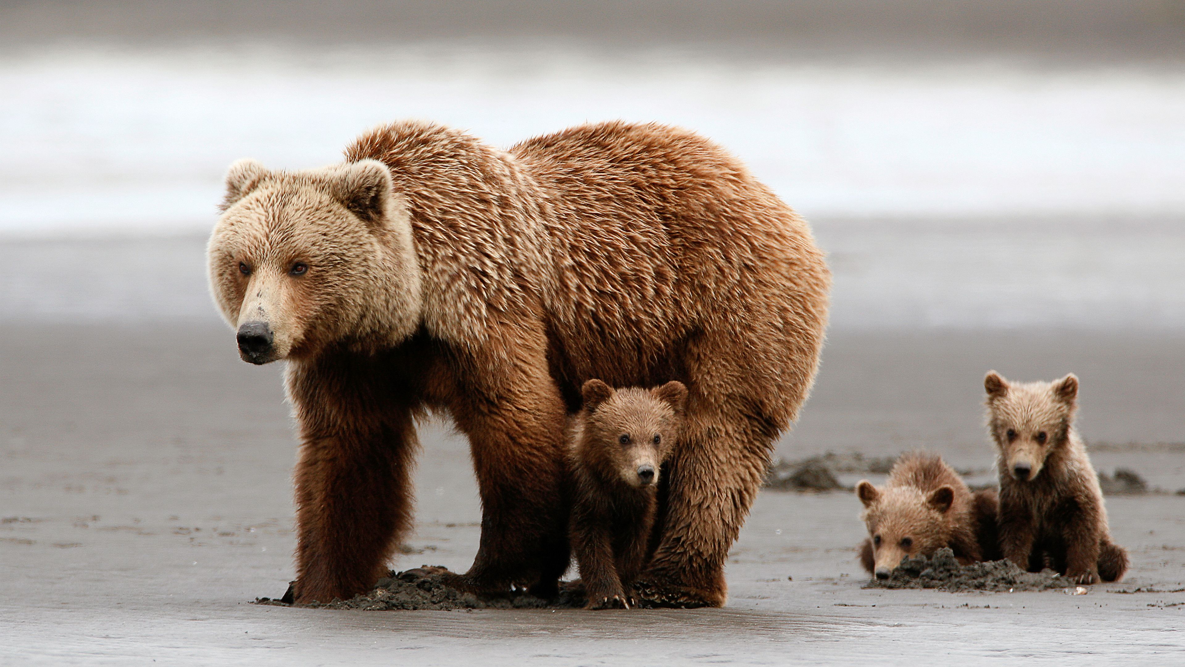 Orsa grizzly con cuccioli spiaggia, 3840x2160 Ultra HD, Monitor 4K
